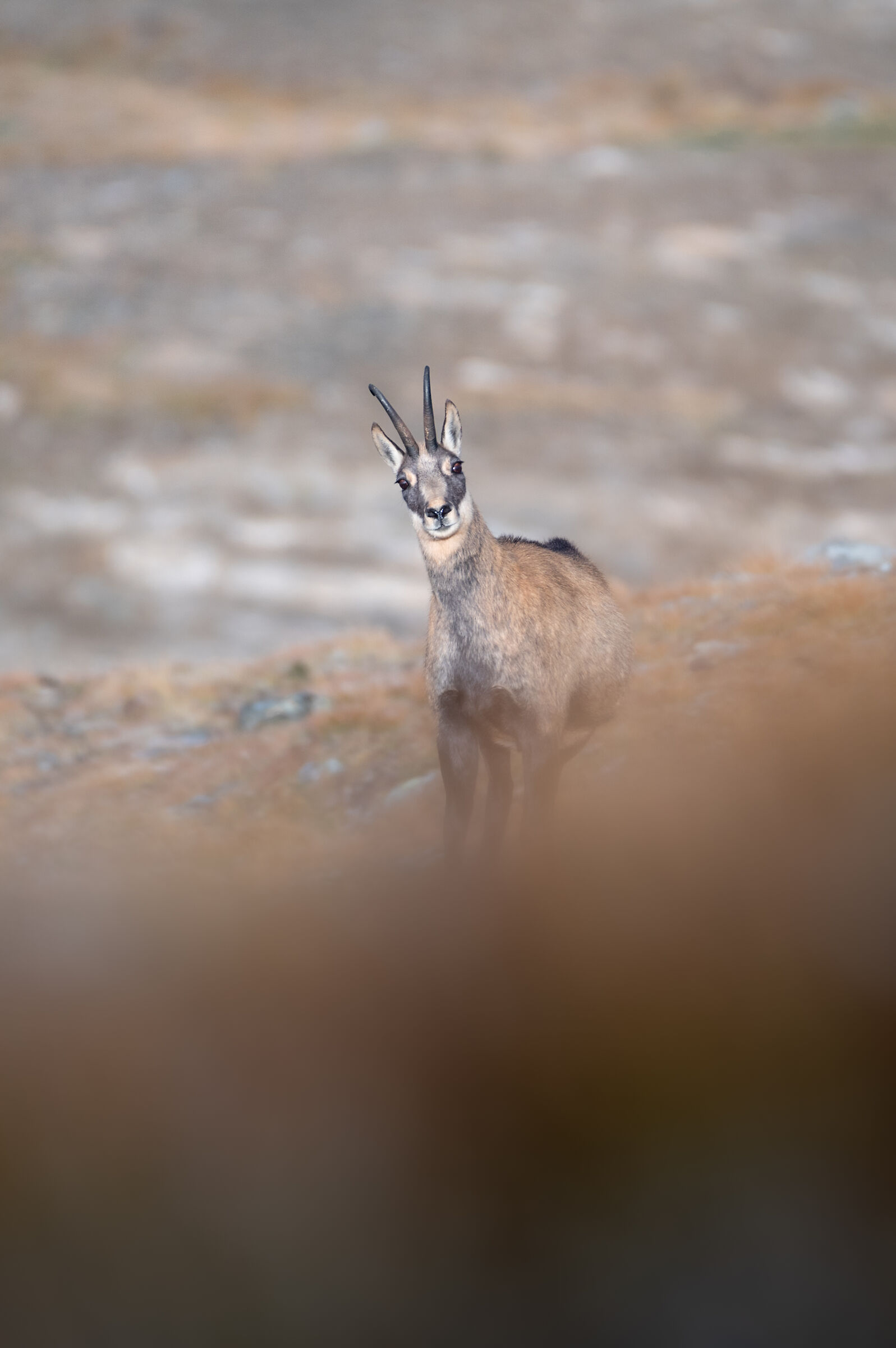 Camoscio - Parco Nazionale Gran Paradiso