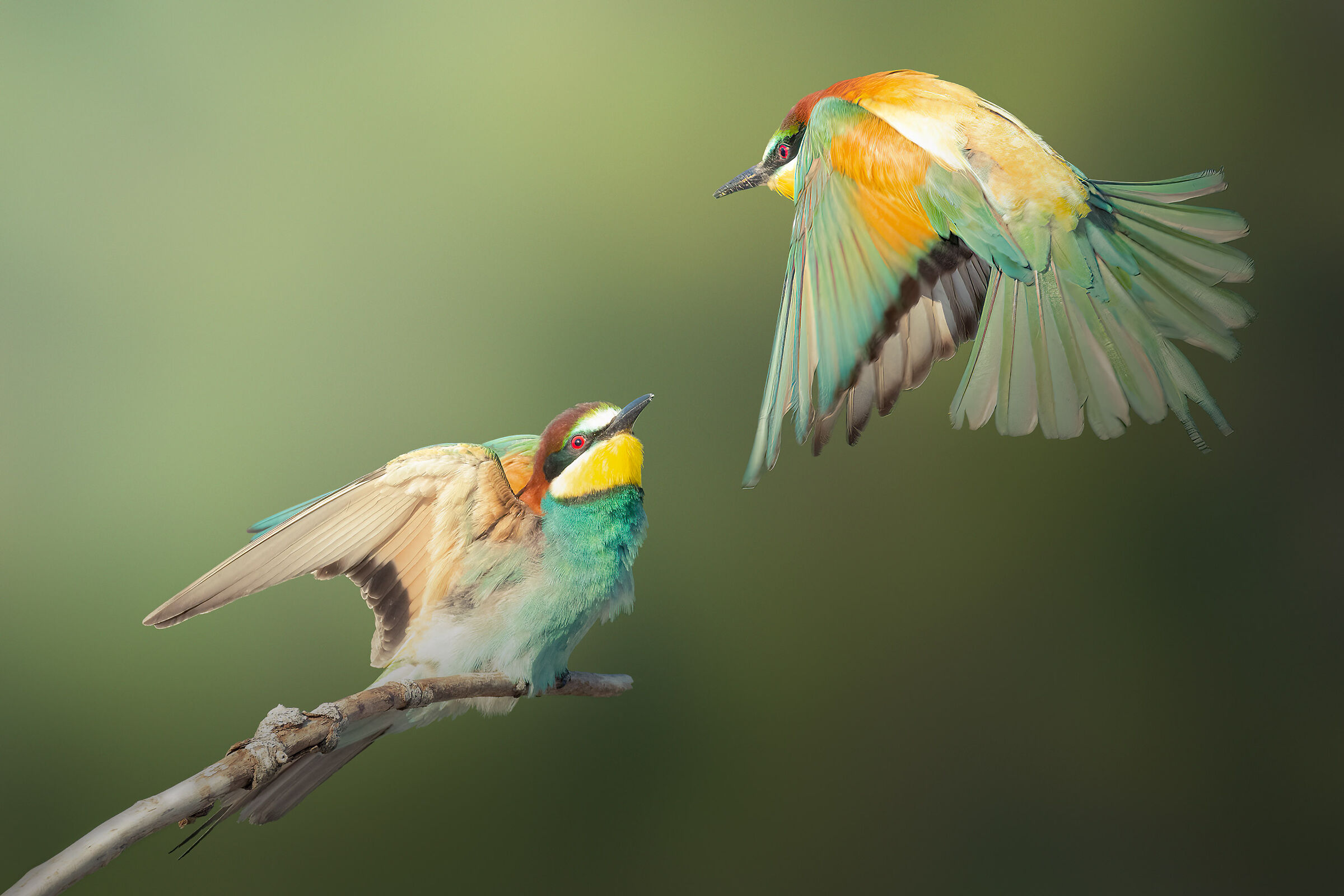 Bee-eaters