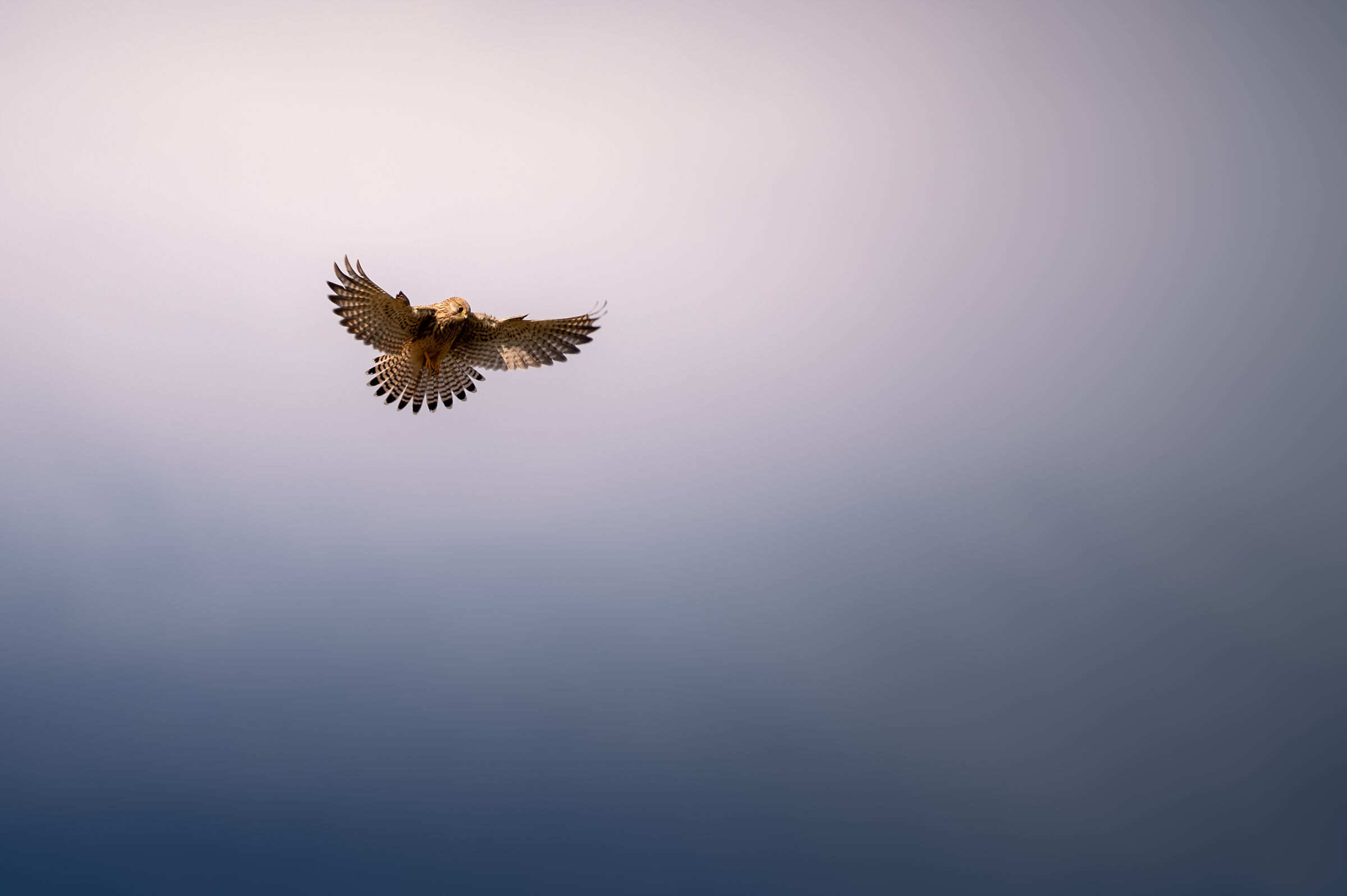 Gheppio - Volo in Spirito Santo