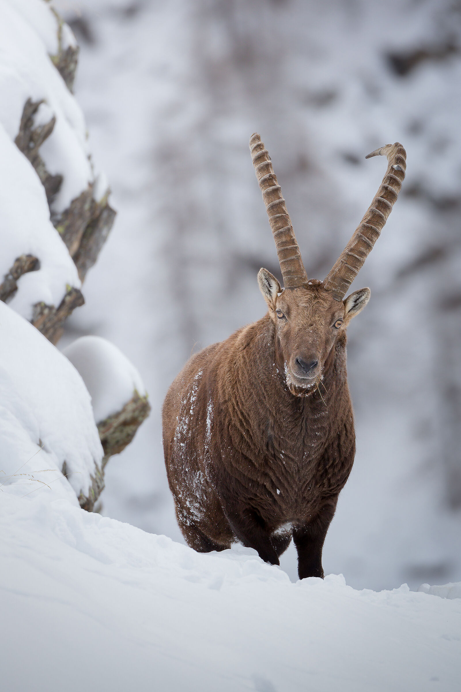 Ibex