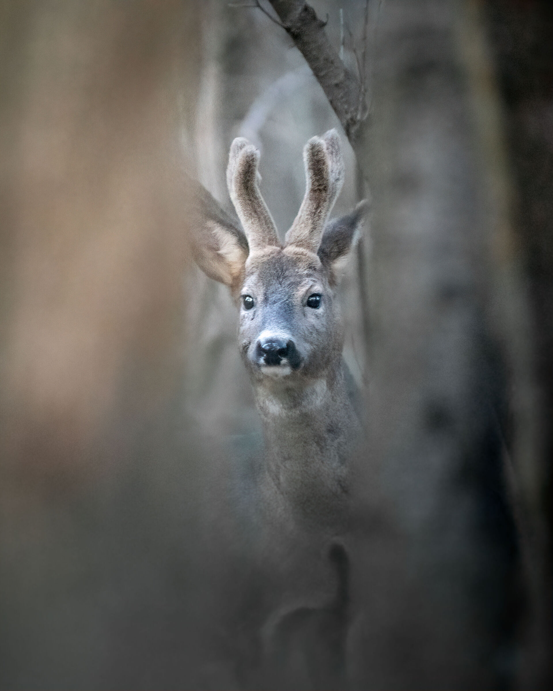 Capriolo a 51200 iso