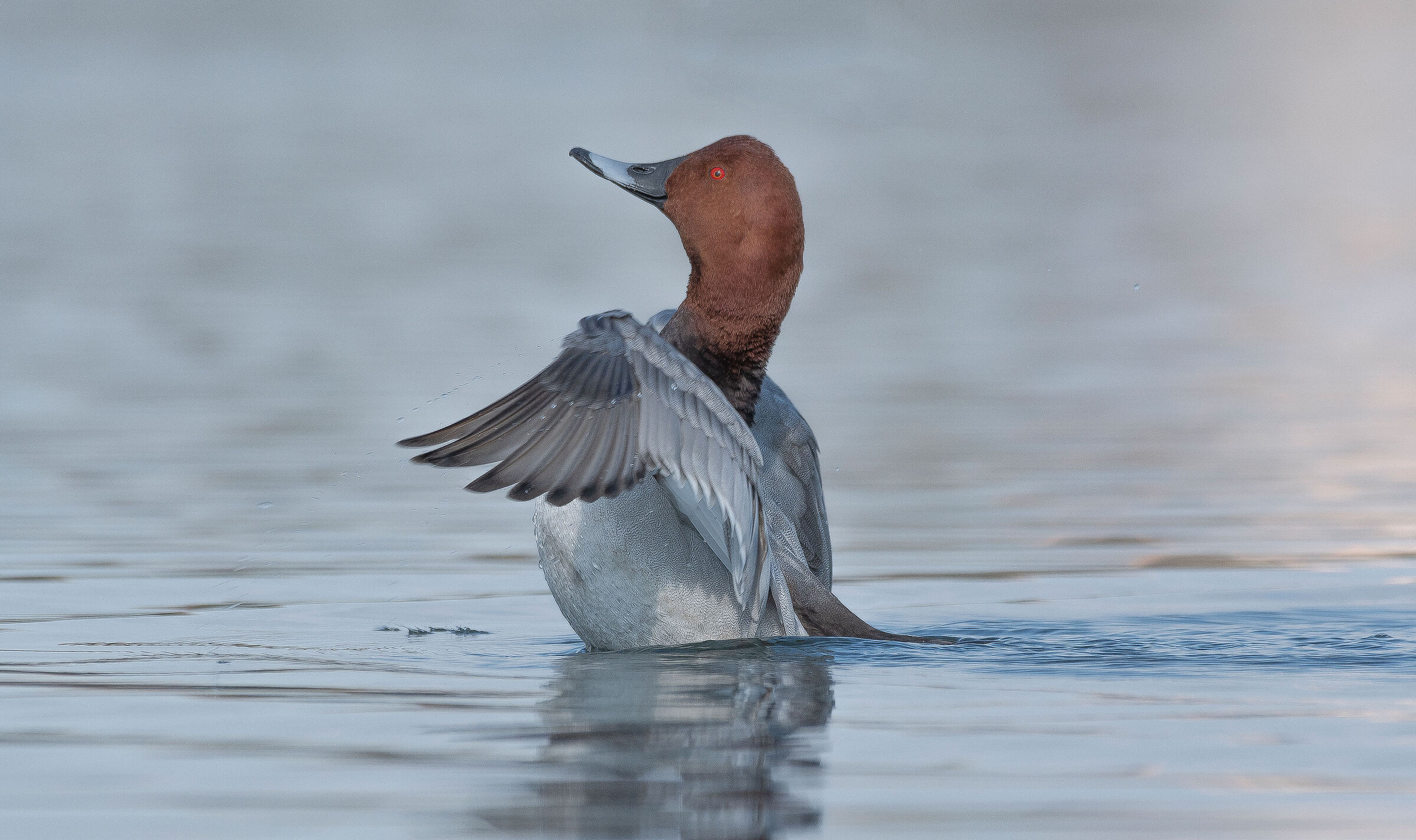 Common pochard