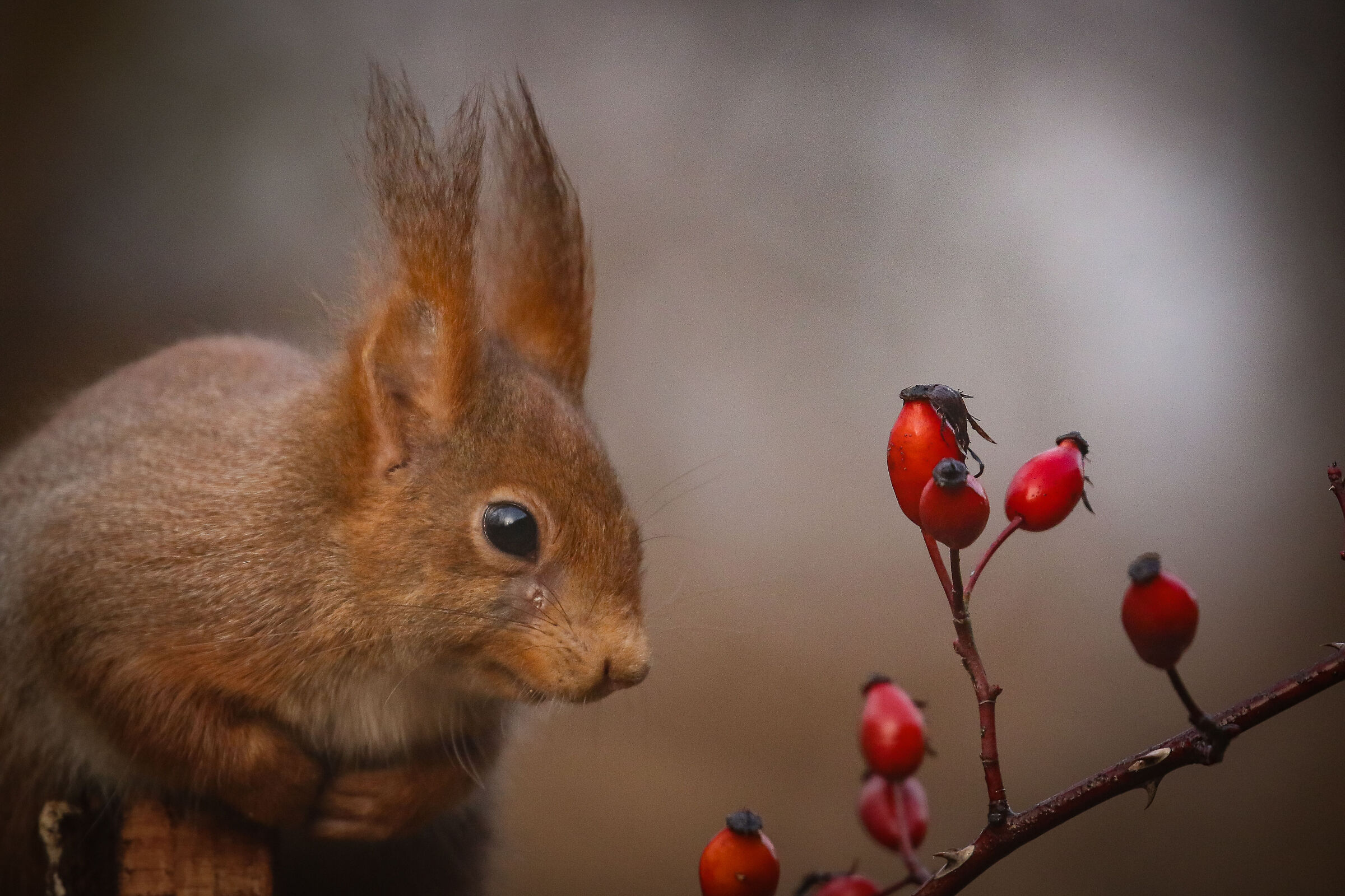 Amazed red squirrel! Too bad for the fog.