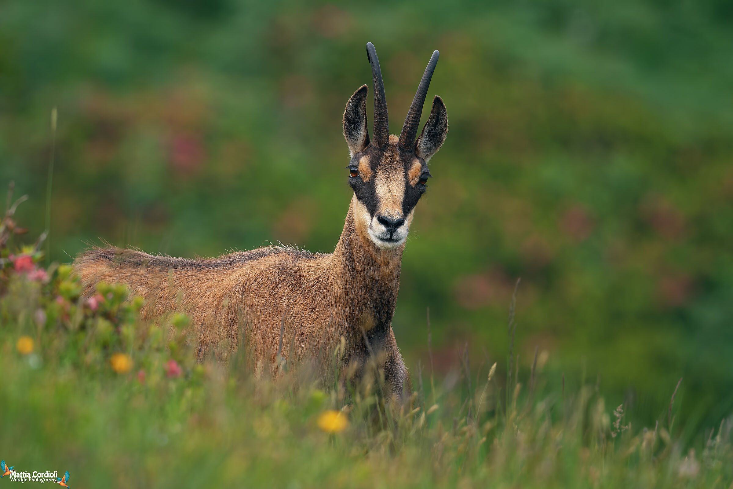 Chamois