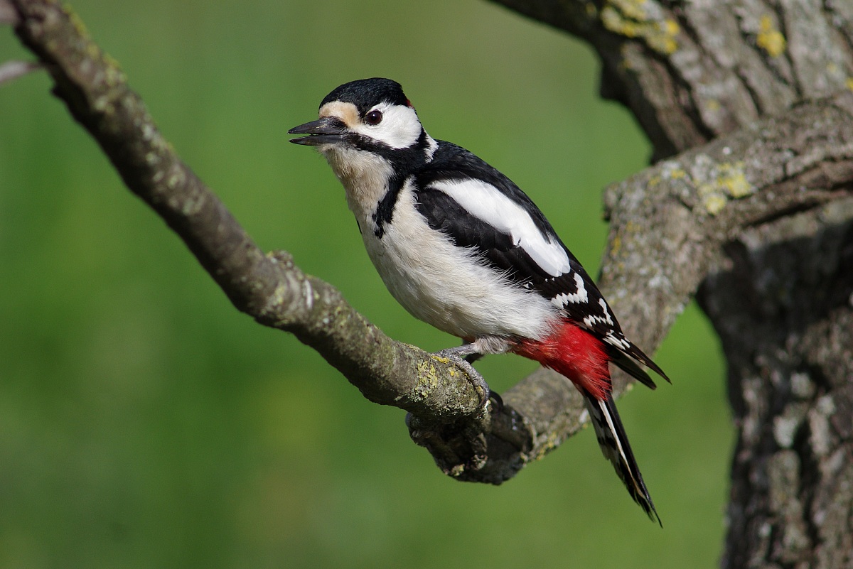 My friend Woodpecker