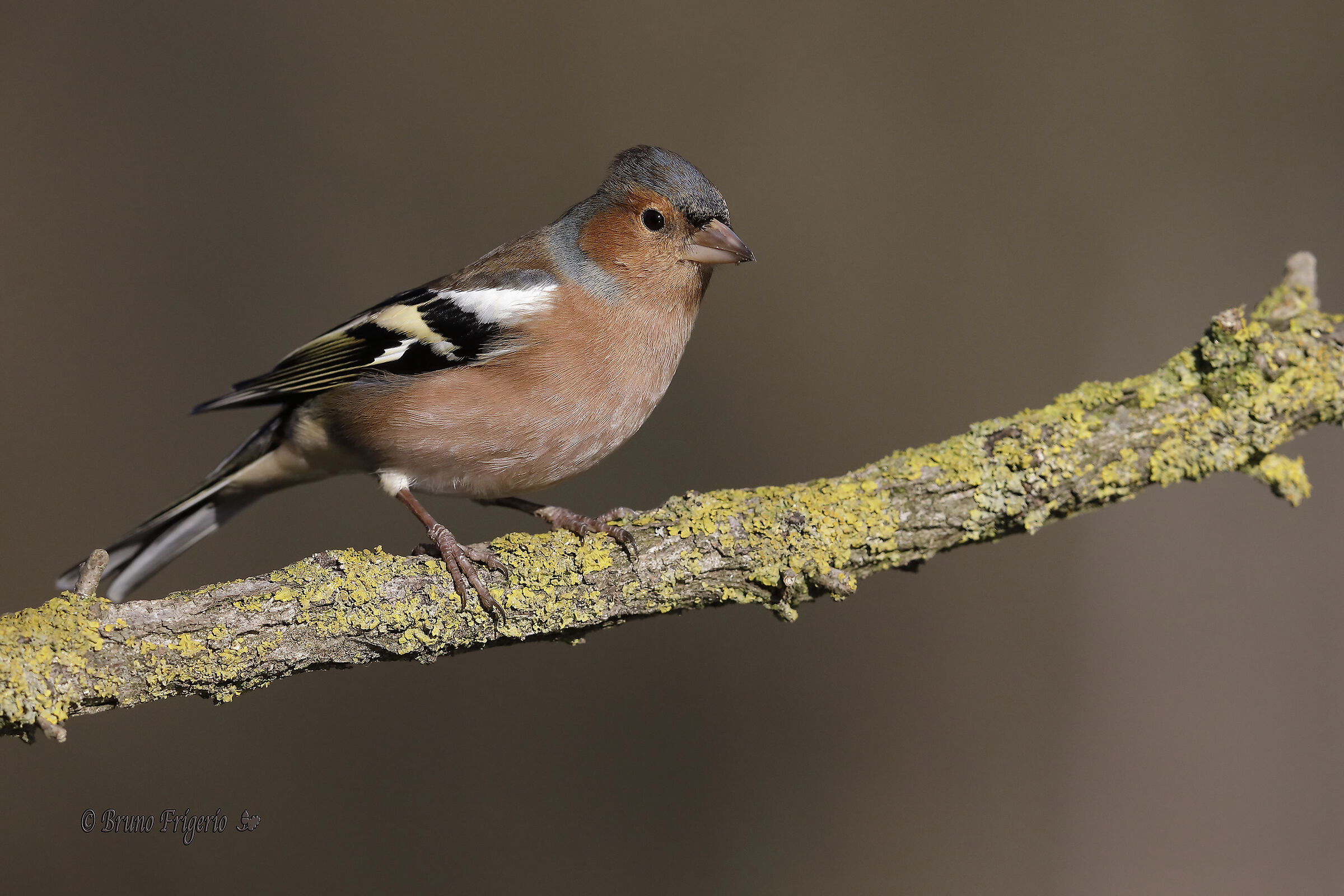 chaffinch??