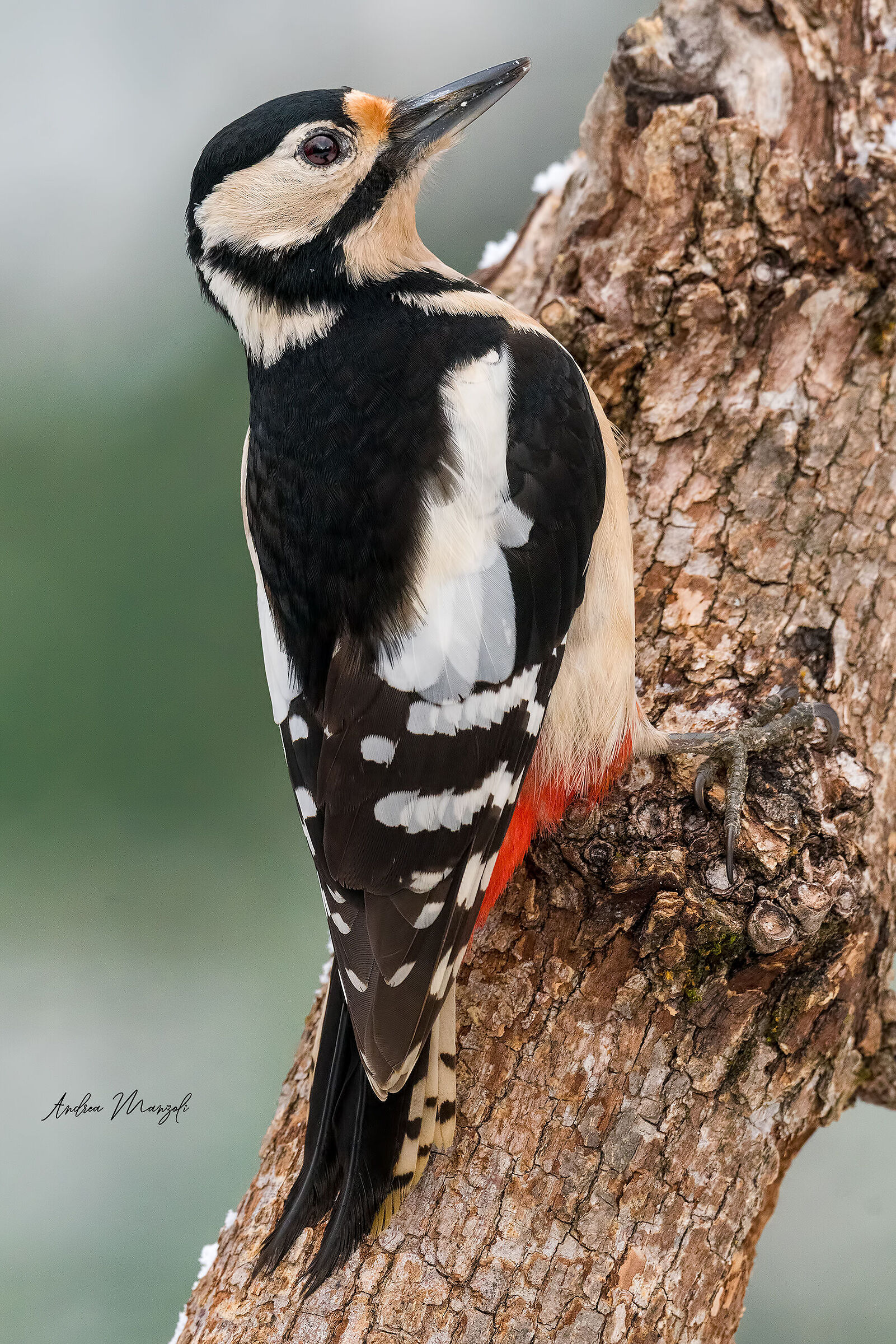 Picchio Rosso Maggiore