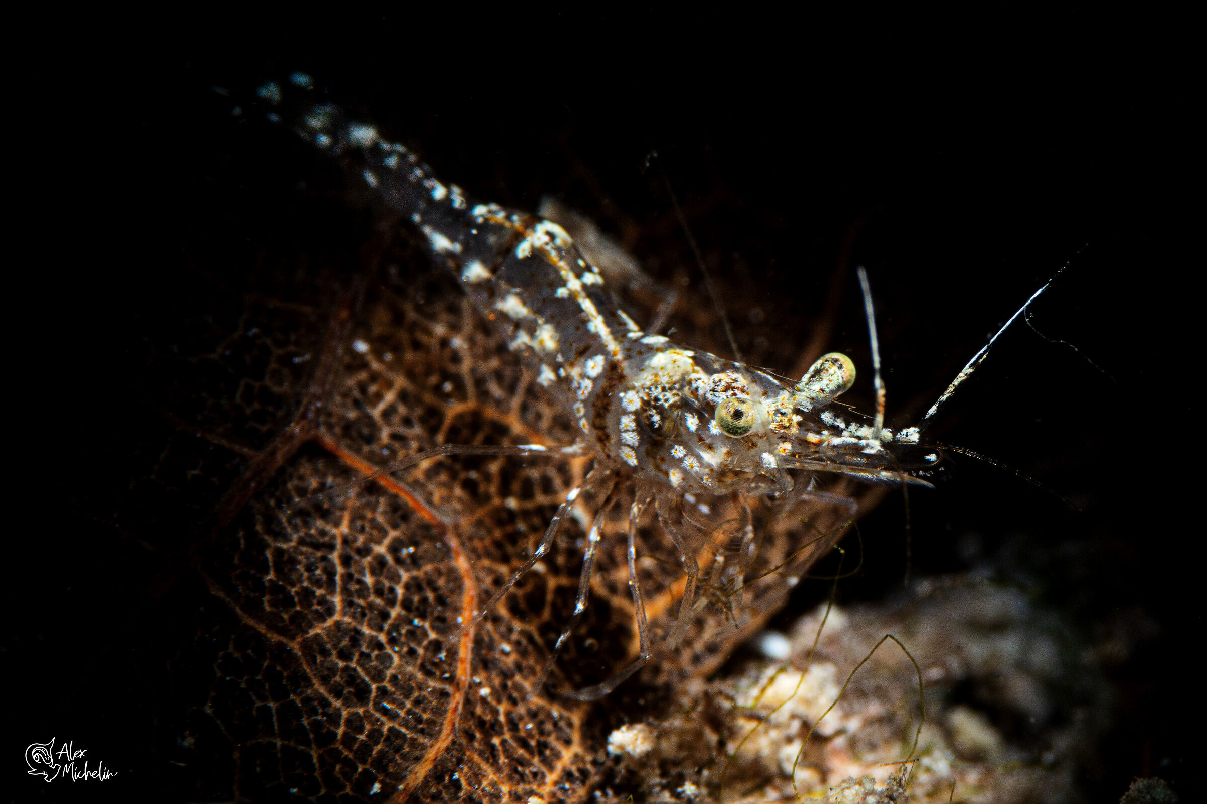 Palaemonetes antennarius