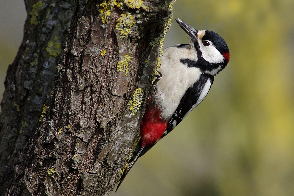Woodpecker