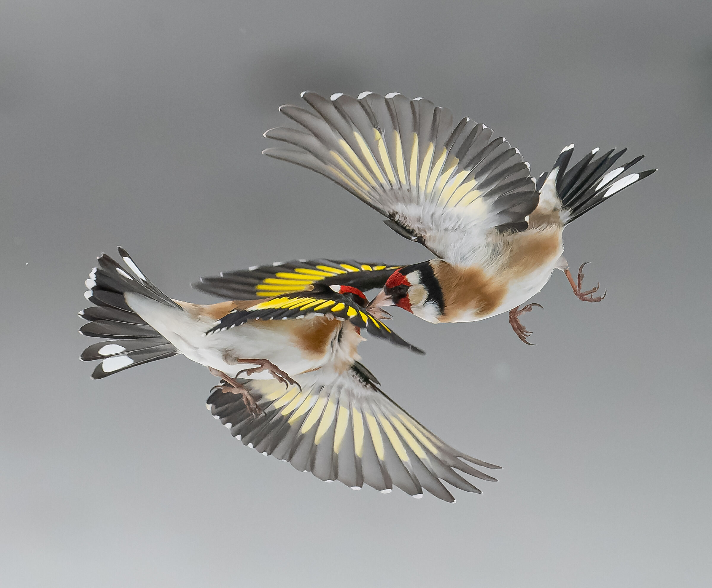 Goldfinches in ''dance''
