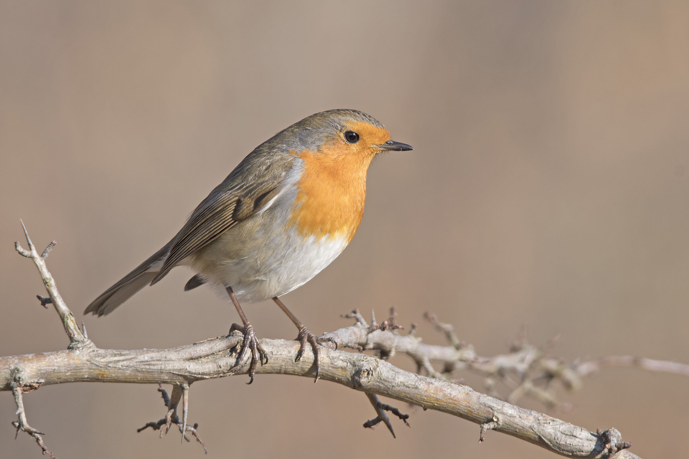 Pettirosso (Erithacus rubecula)