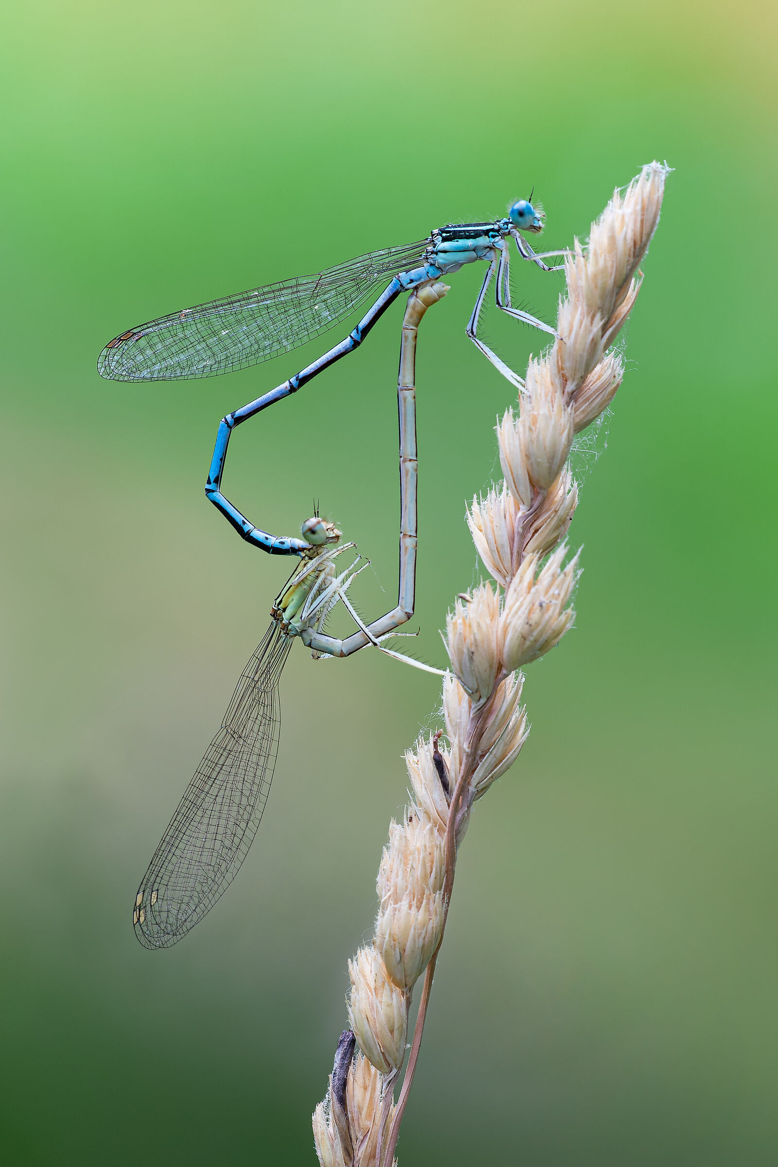 Platycnemis pennipes