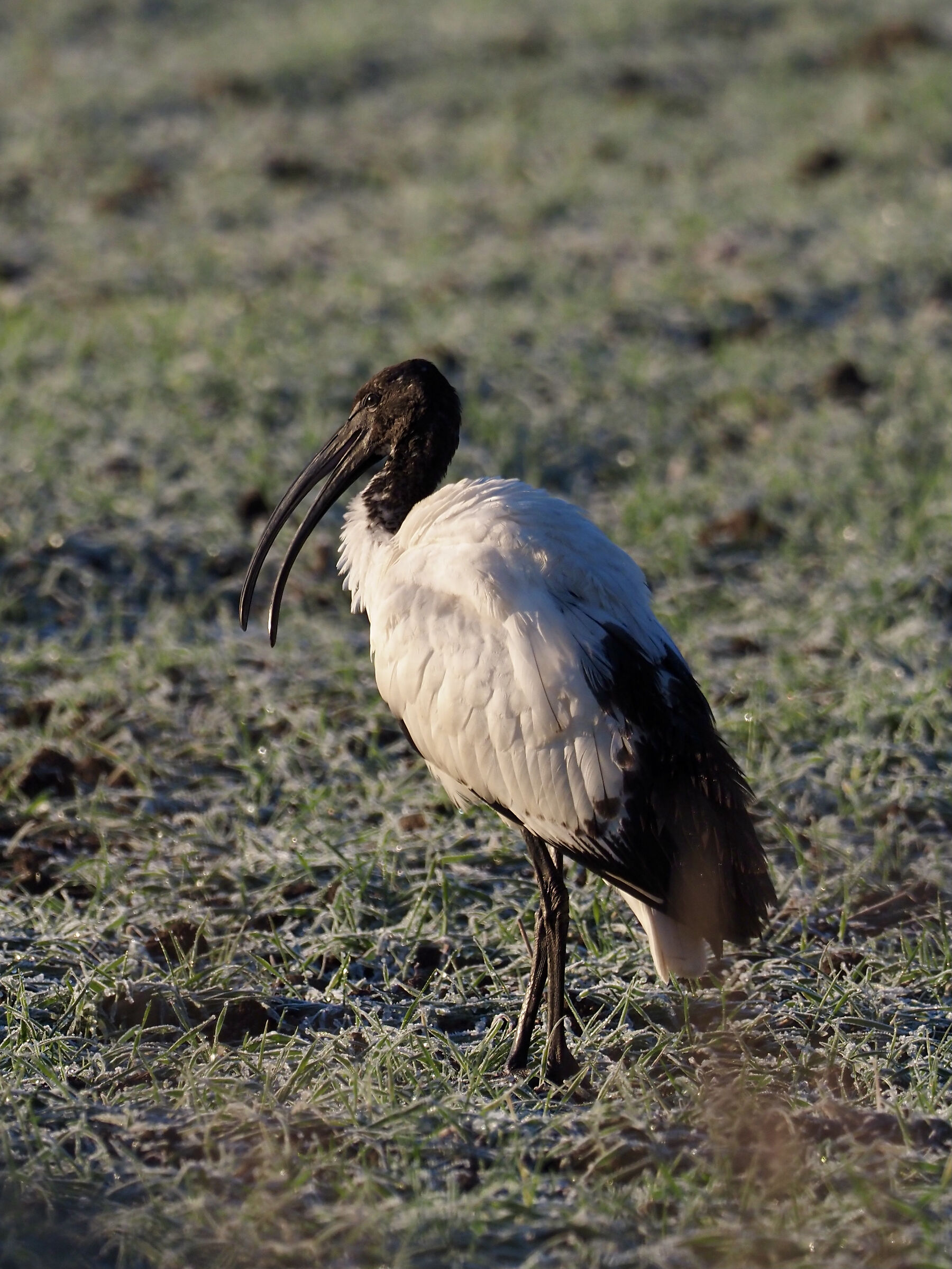 Sacred Ibis