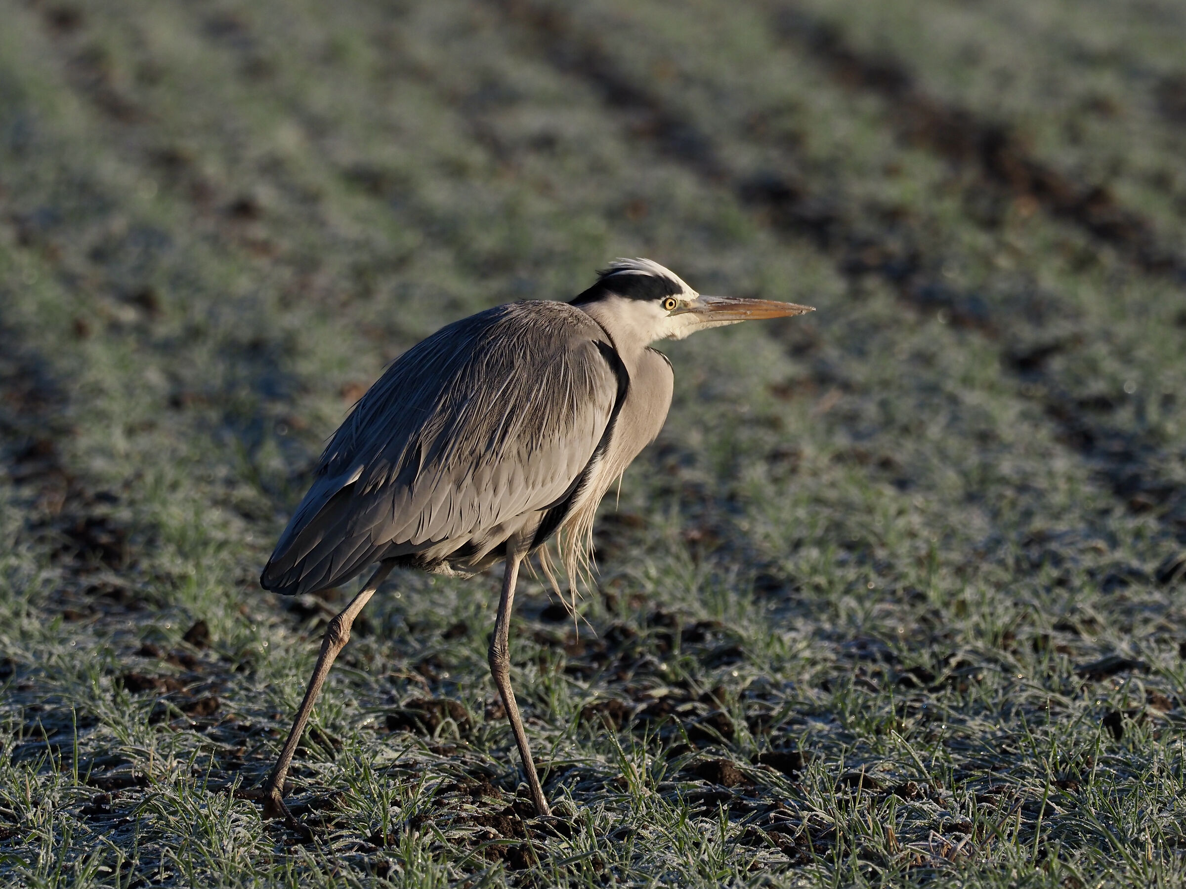 Grey heron