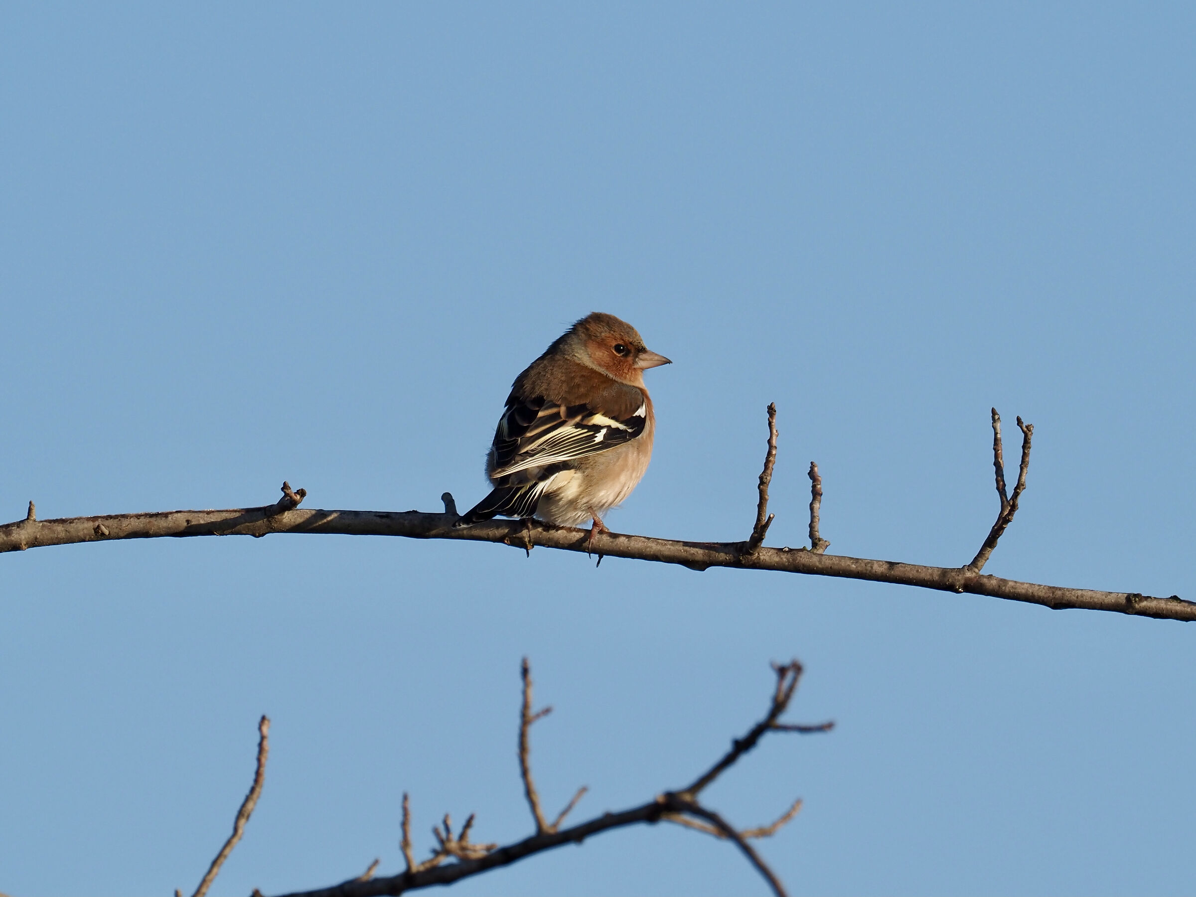 Chaffinch