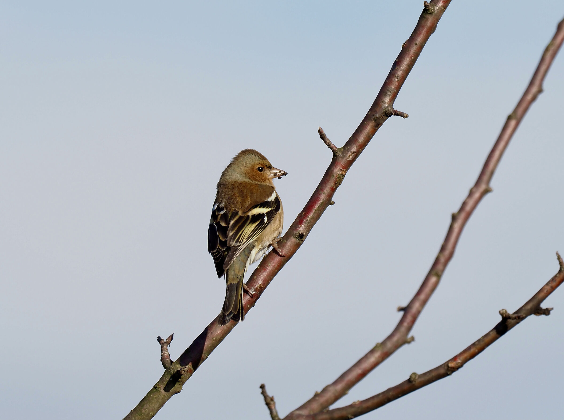 Chaffinch