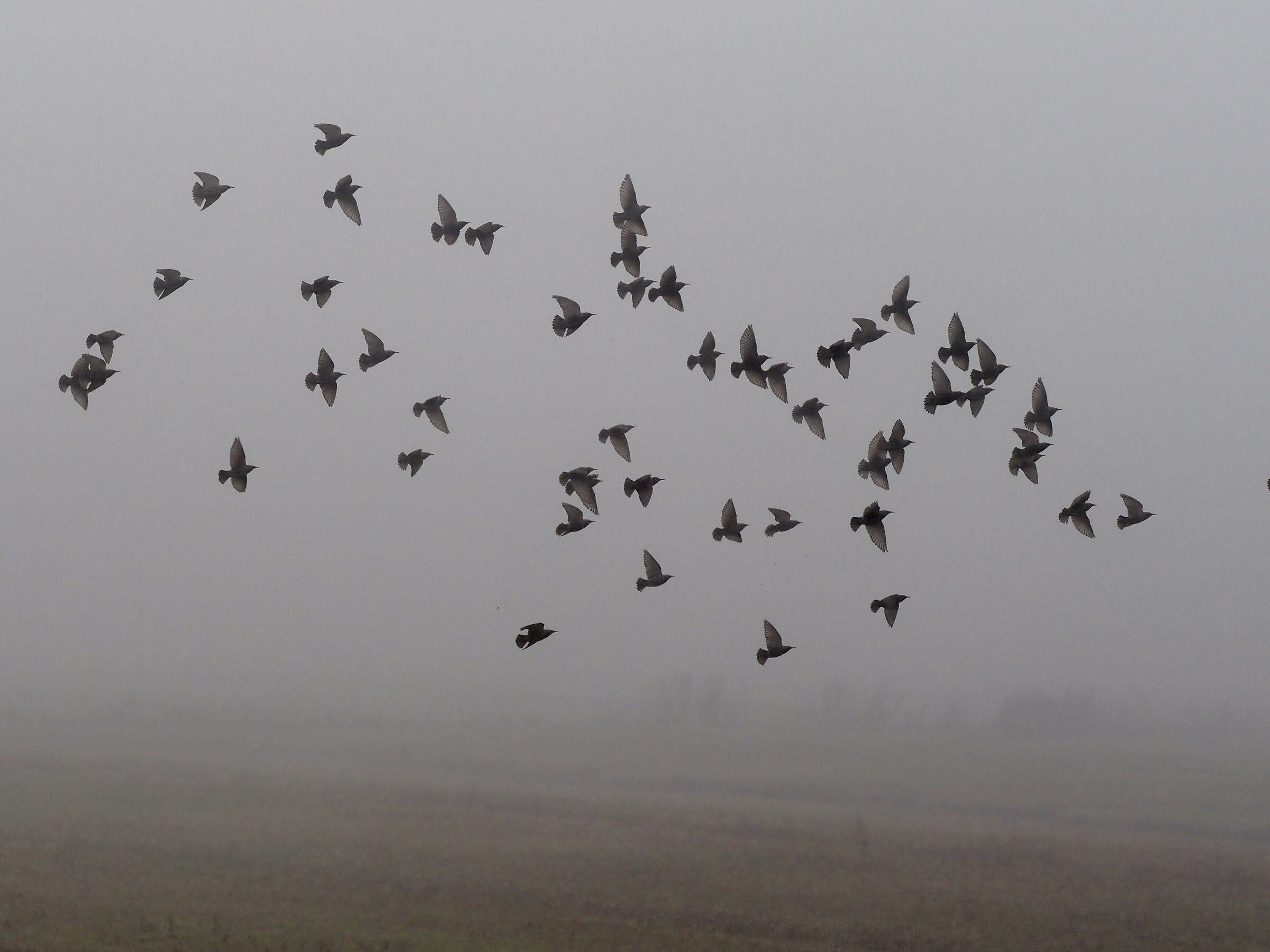 Starlings in the fog