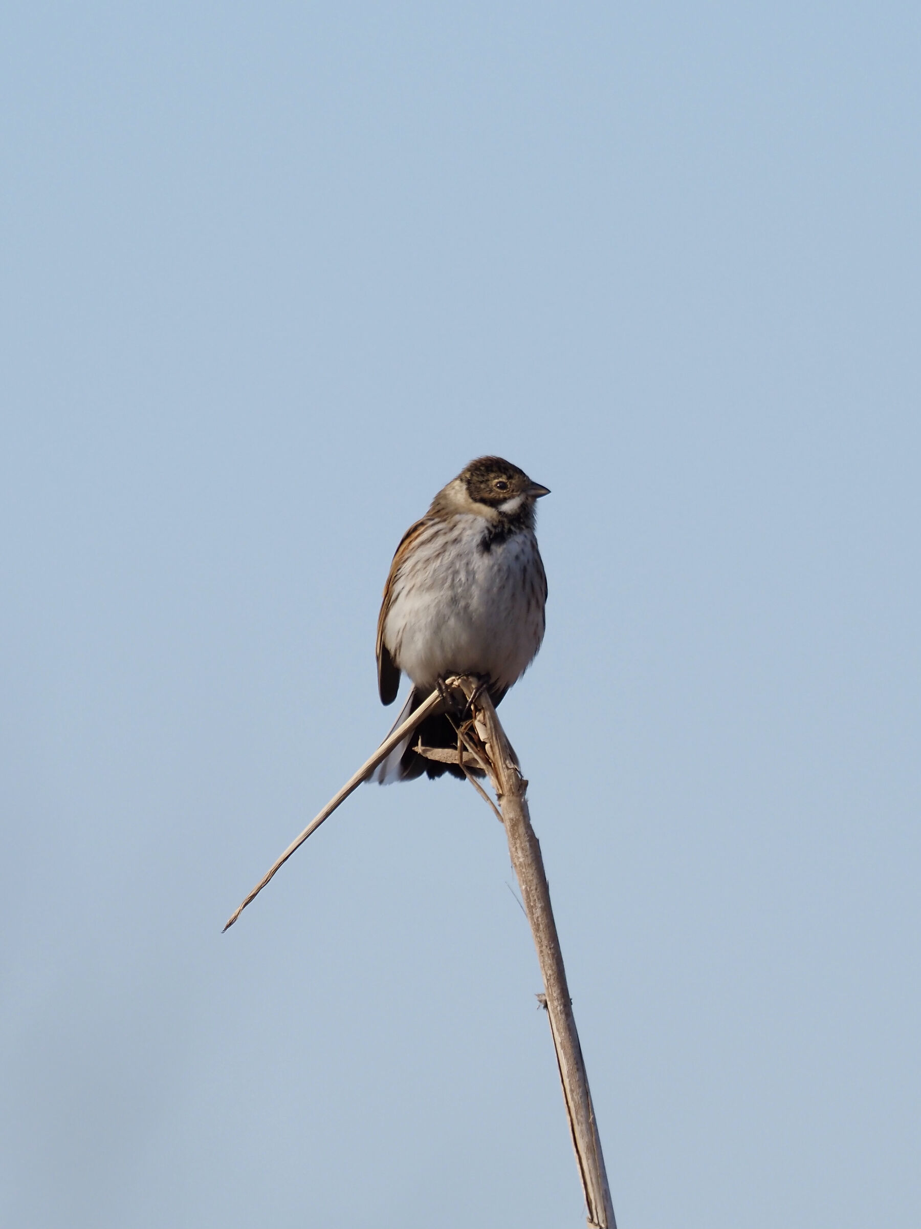 Migliarino of Palude