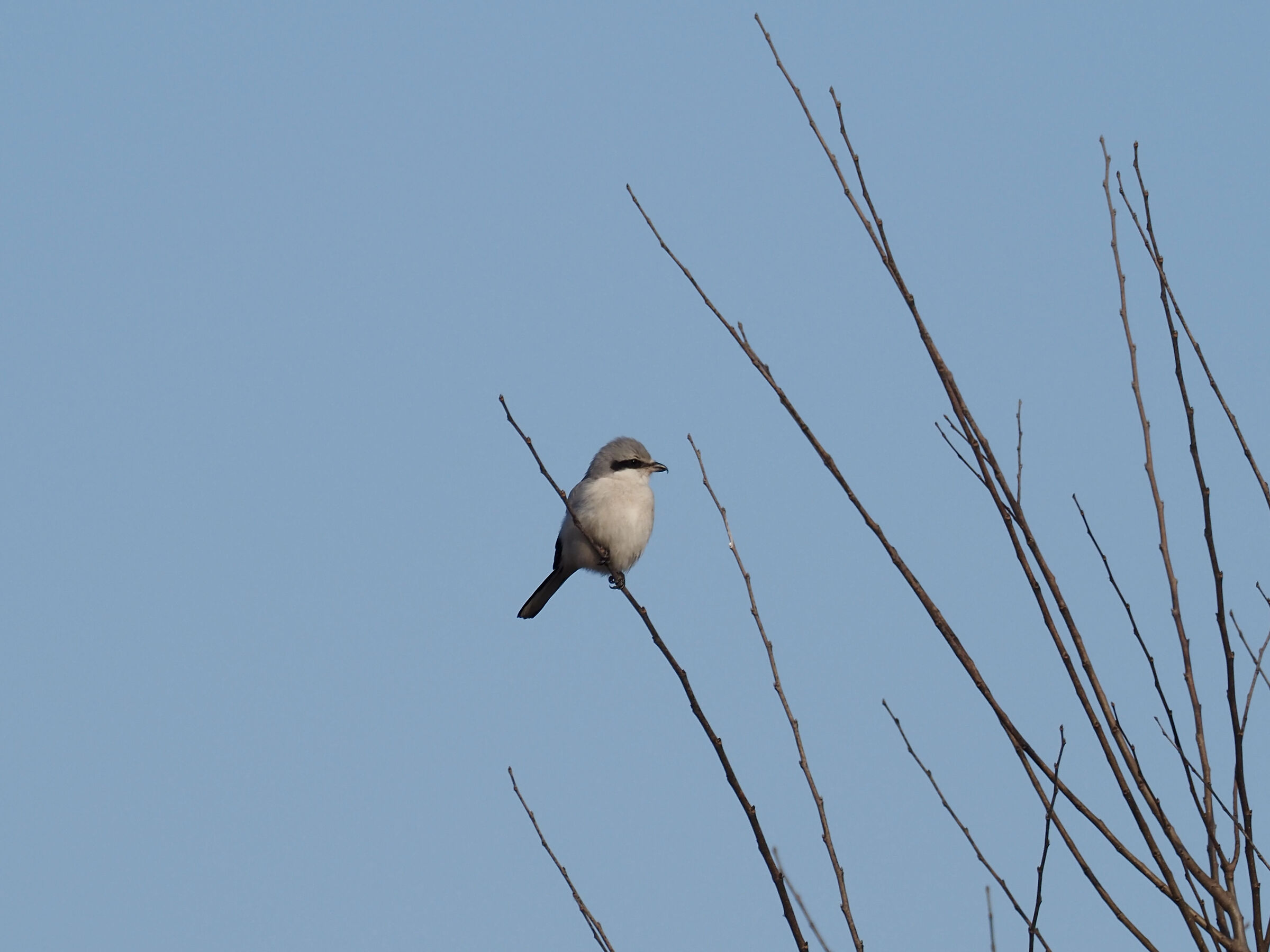 Great grey shrike