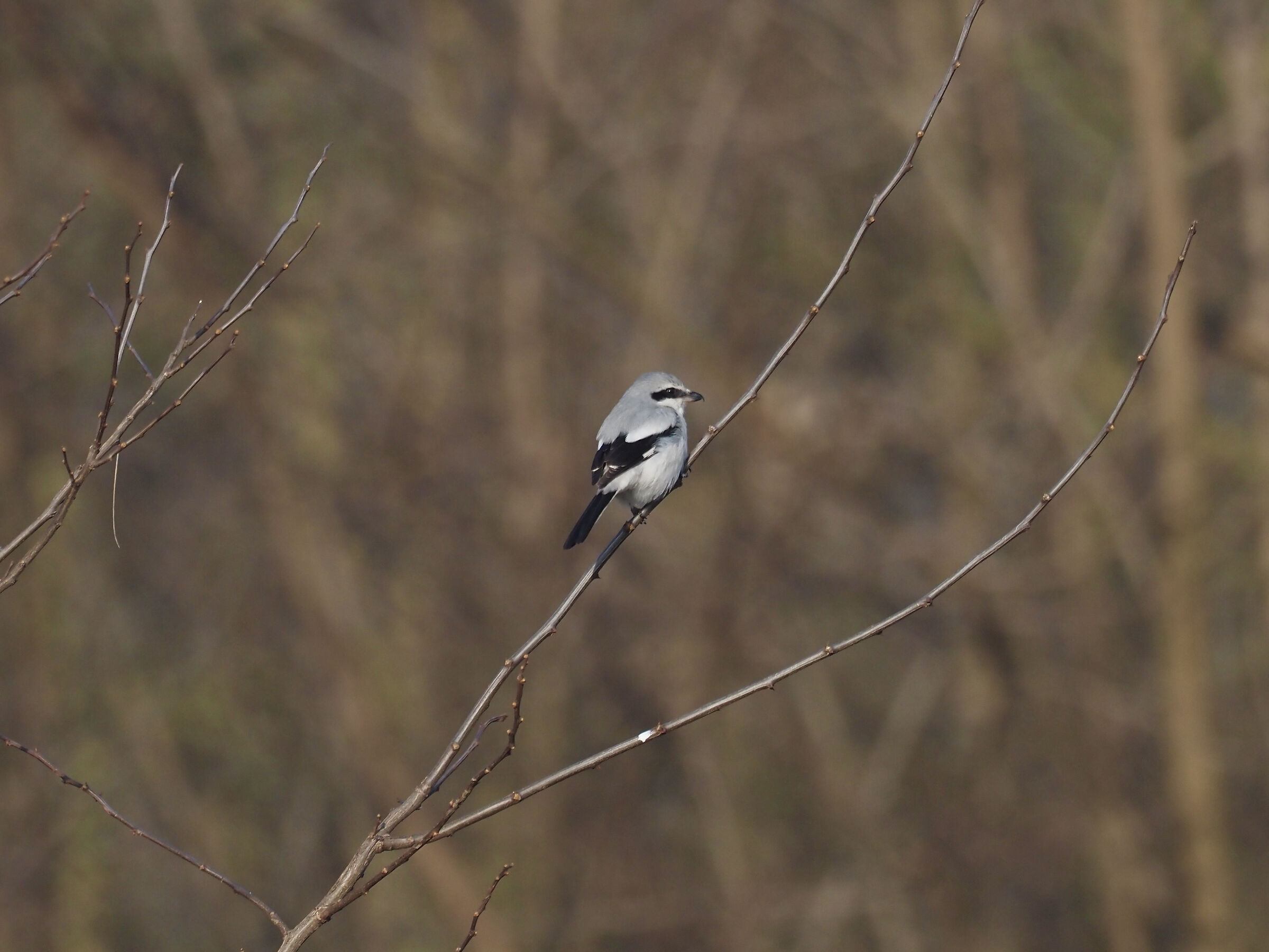 Great grey shrike