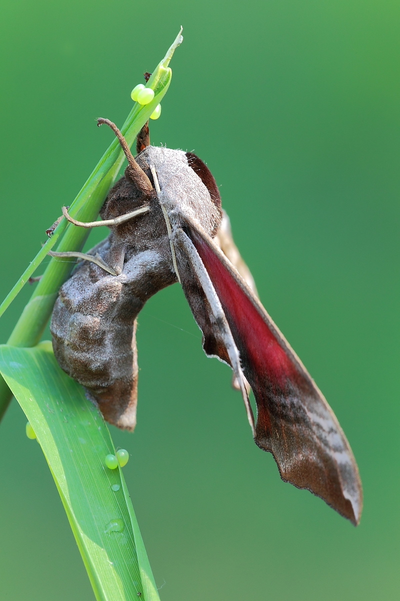 Profile moth