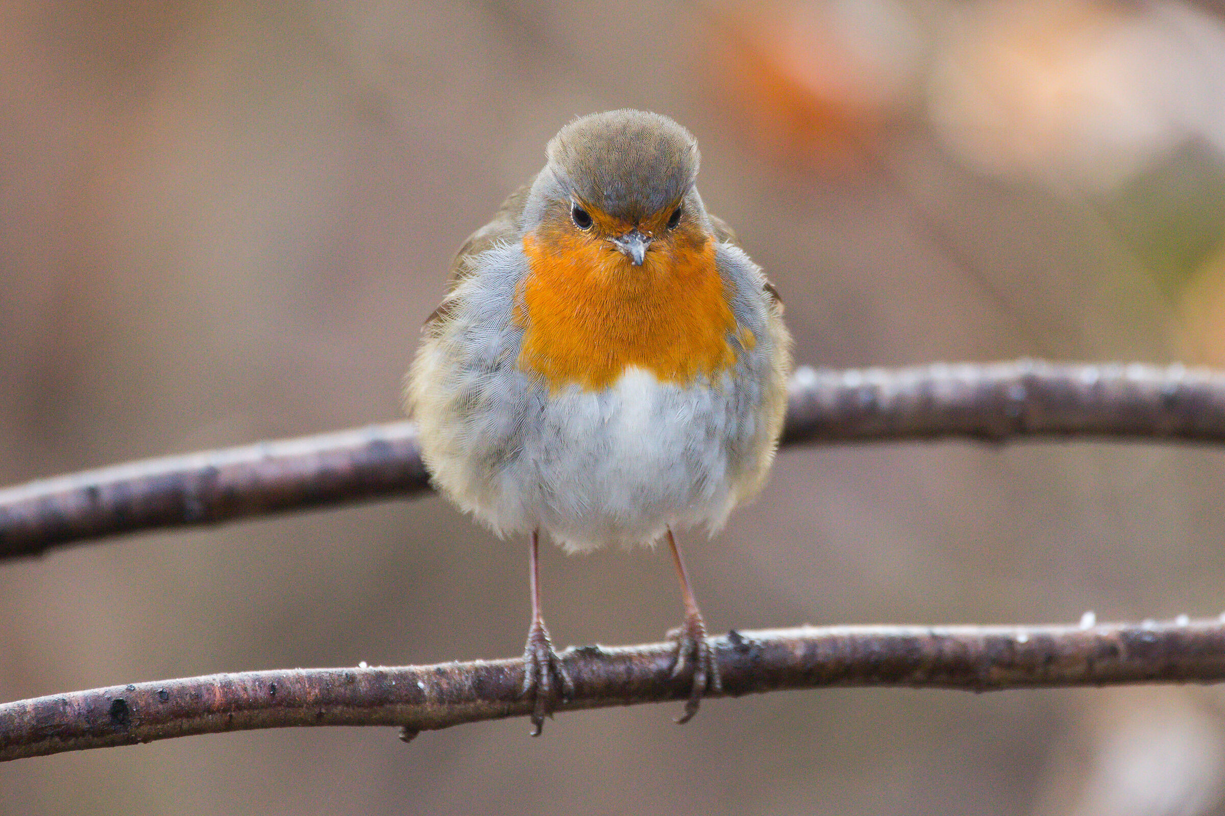 pettirosso ...cotonato