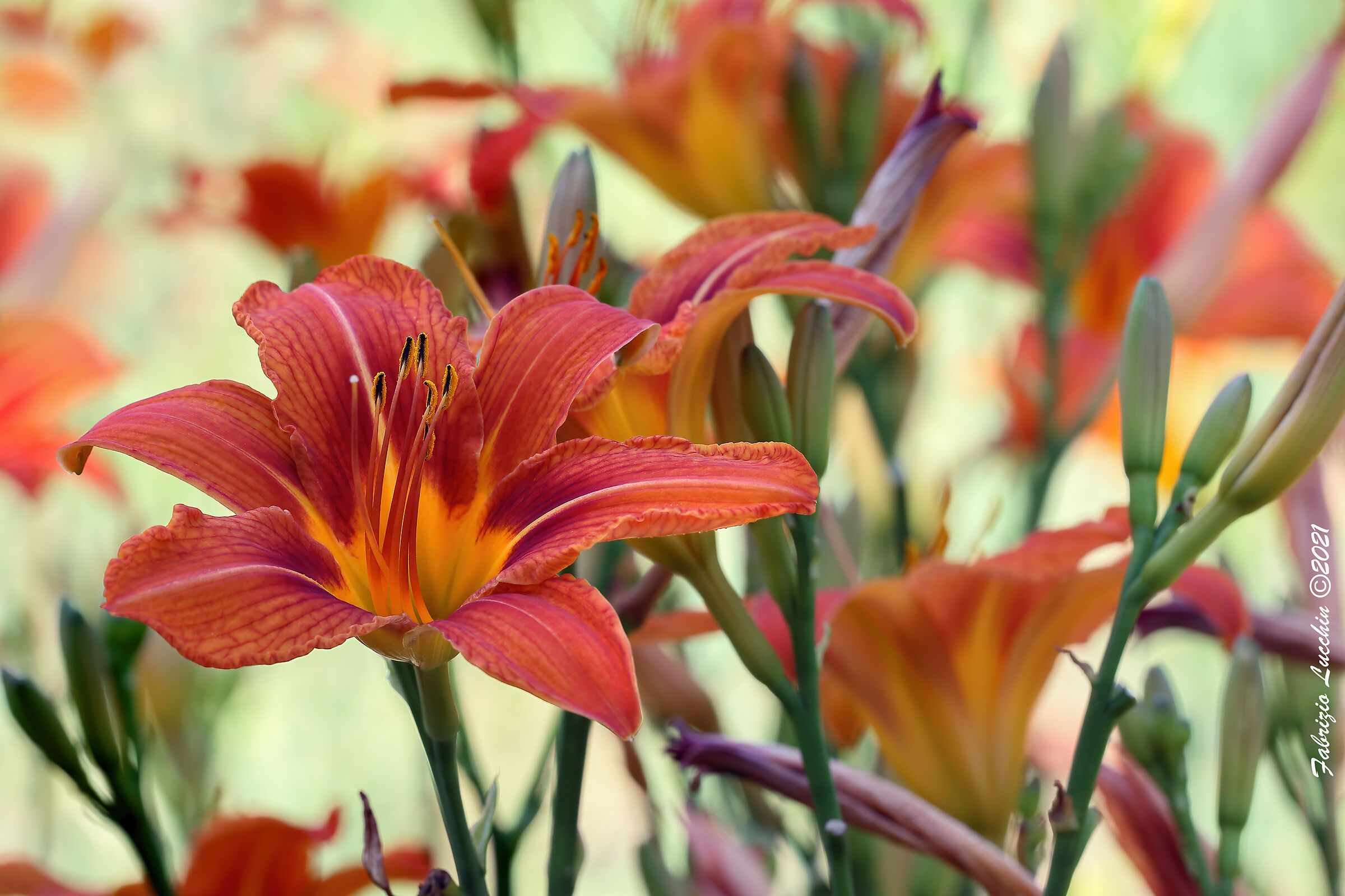 Hemerocallis fulva - Giglio turco
