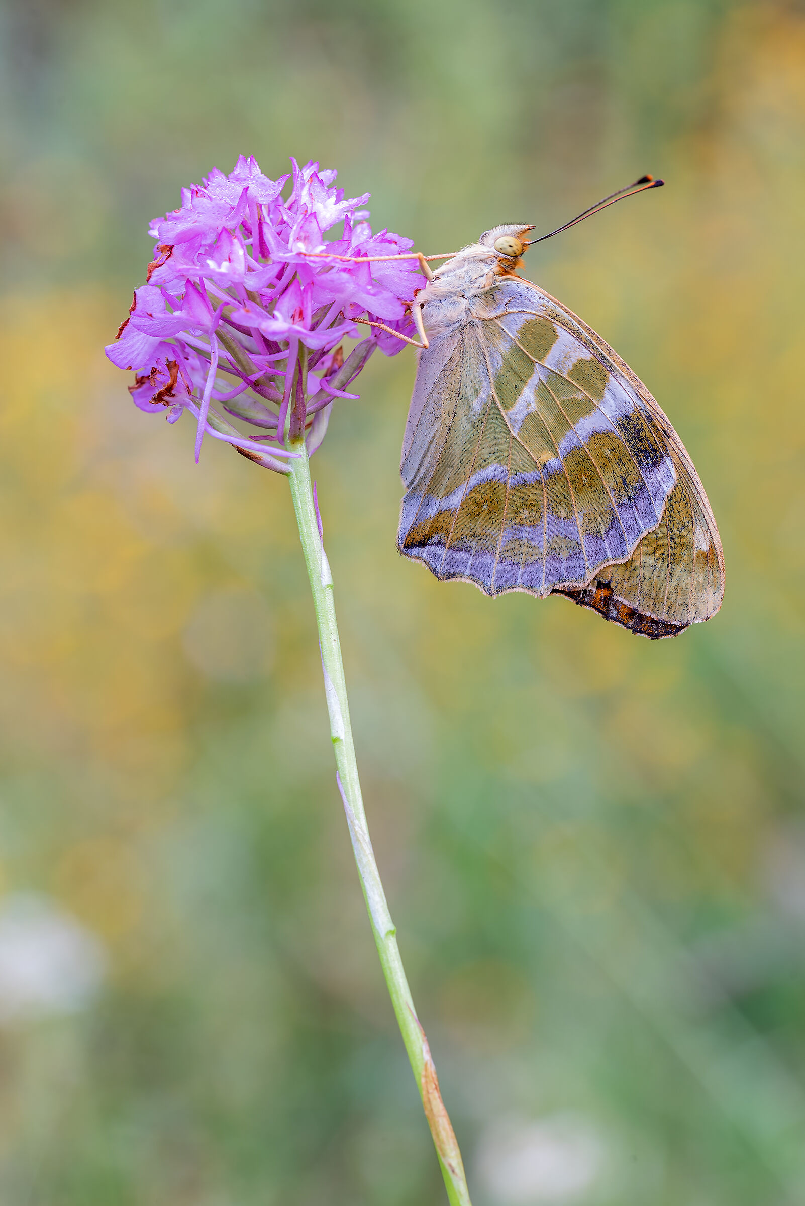 Argynnis paphia