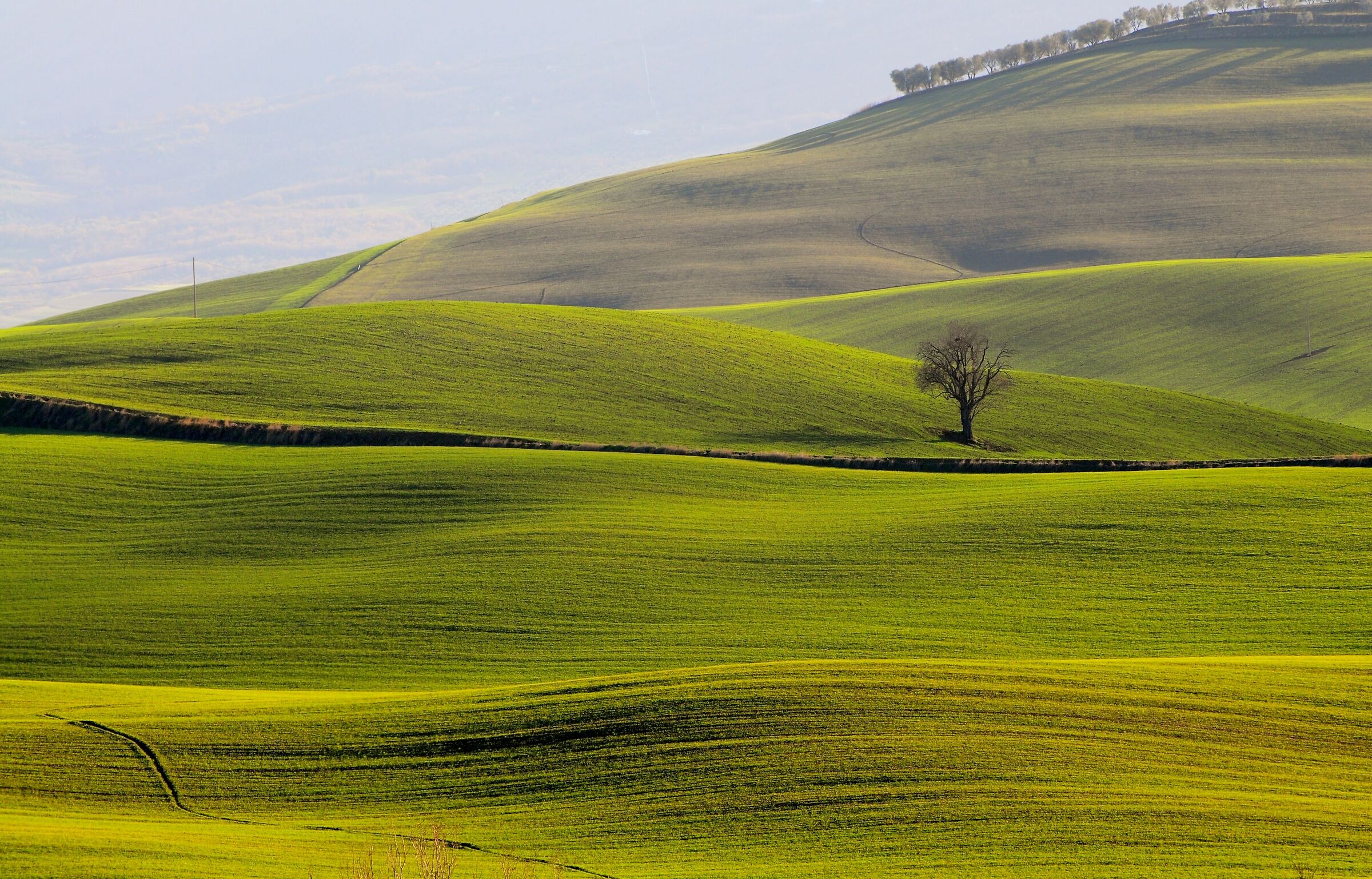 crops