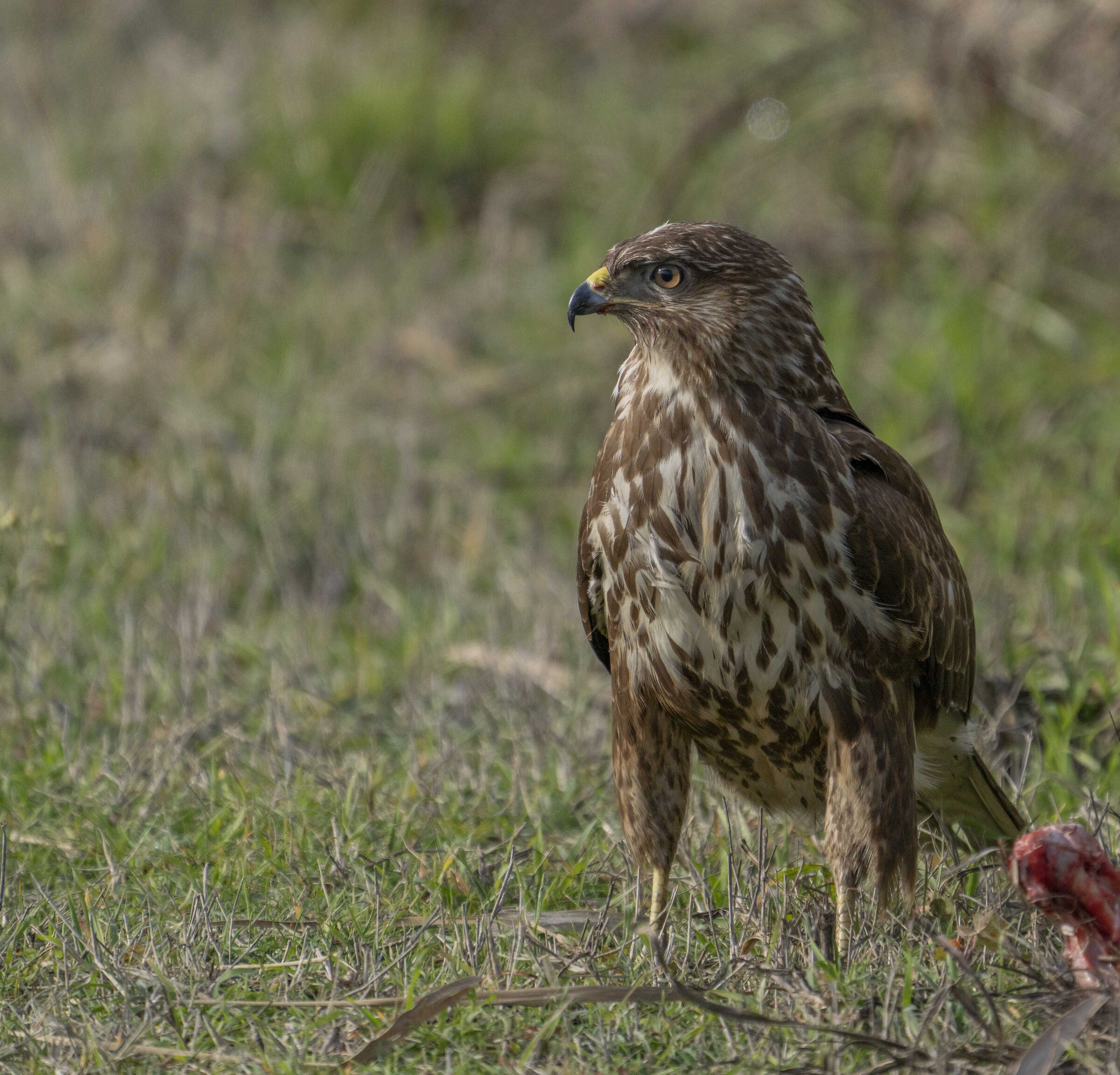 Buzzard
