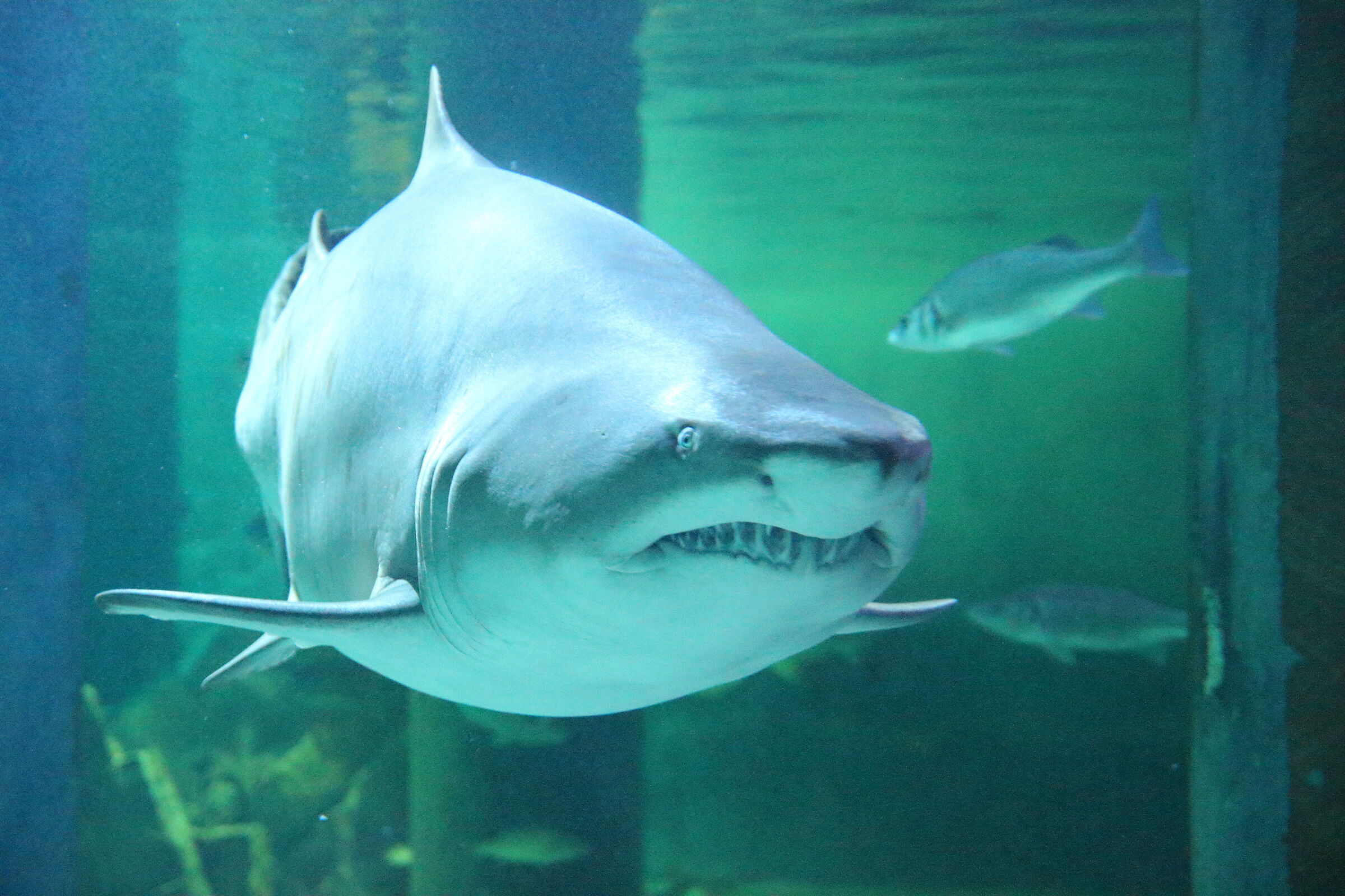 bull shark (Carcharias taurus) 1