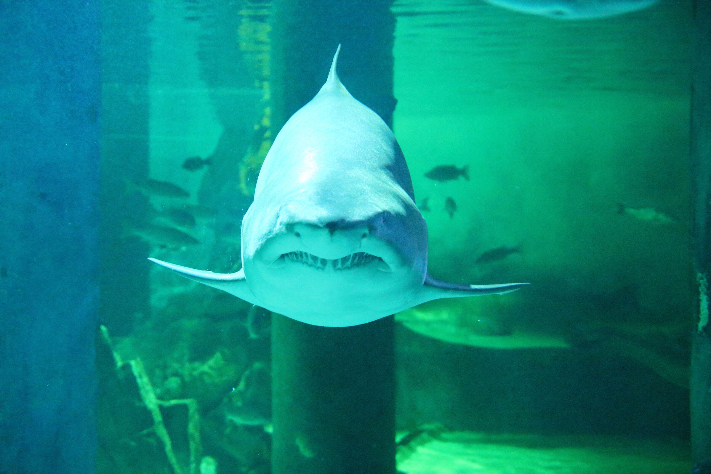 bull shark (Carcharias taurus) 2
