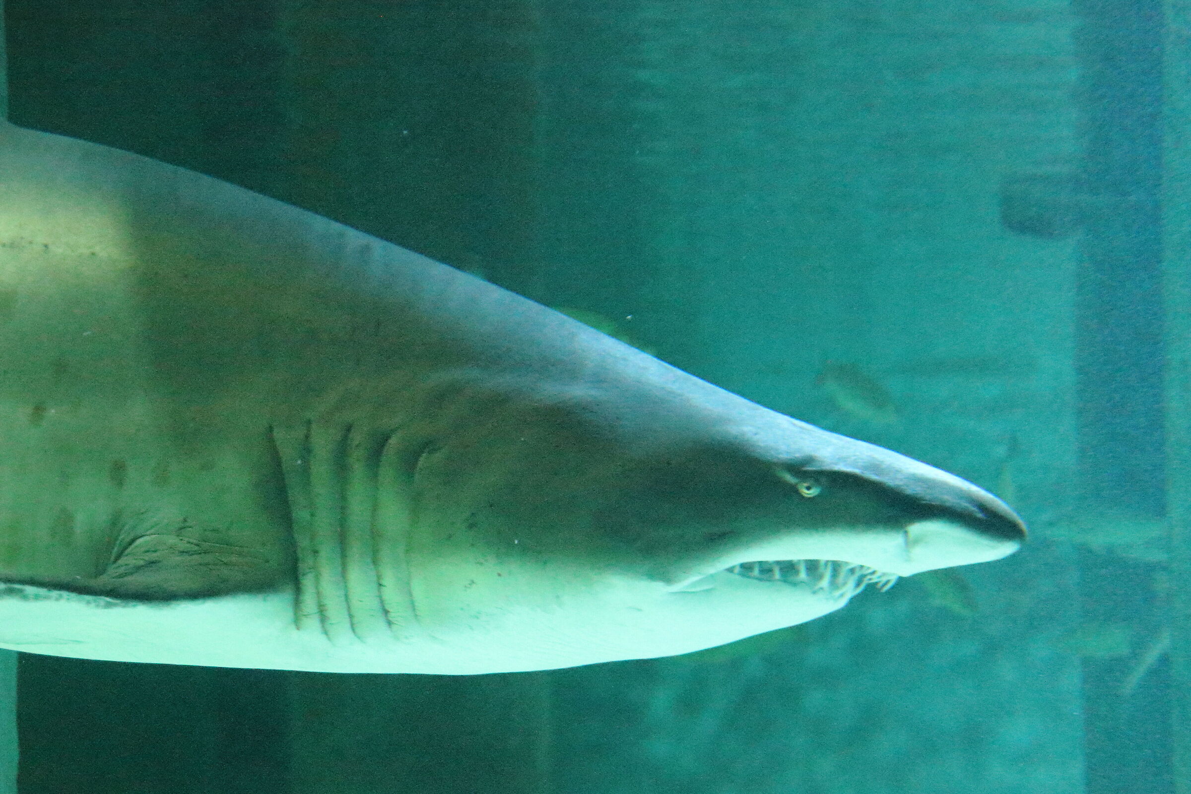 Bull shark (Carcharias taurus) 3