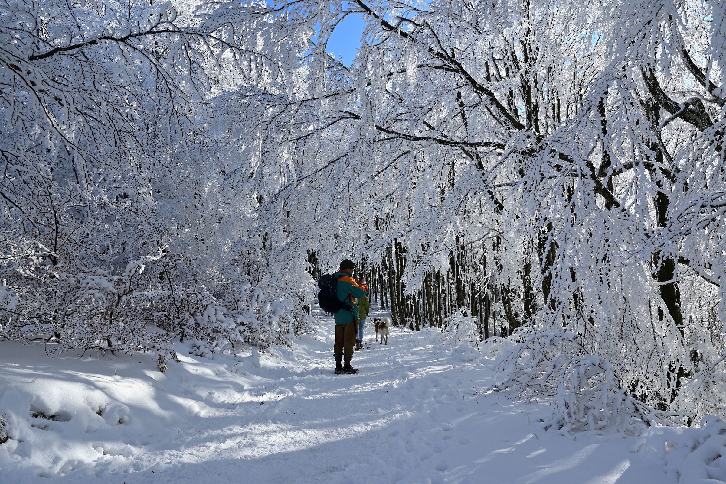 Paesaggio innevato