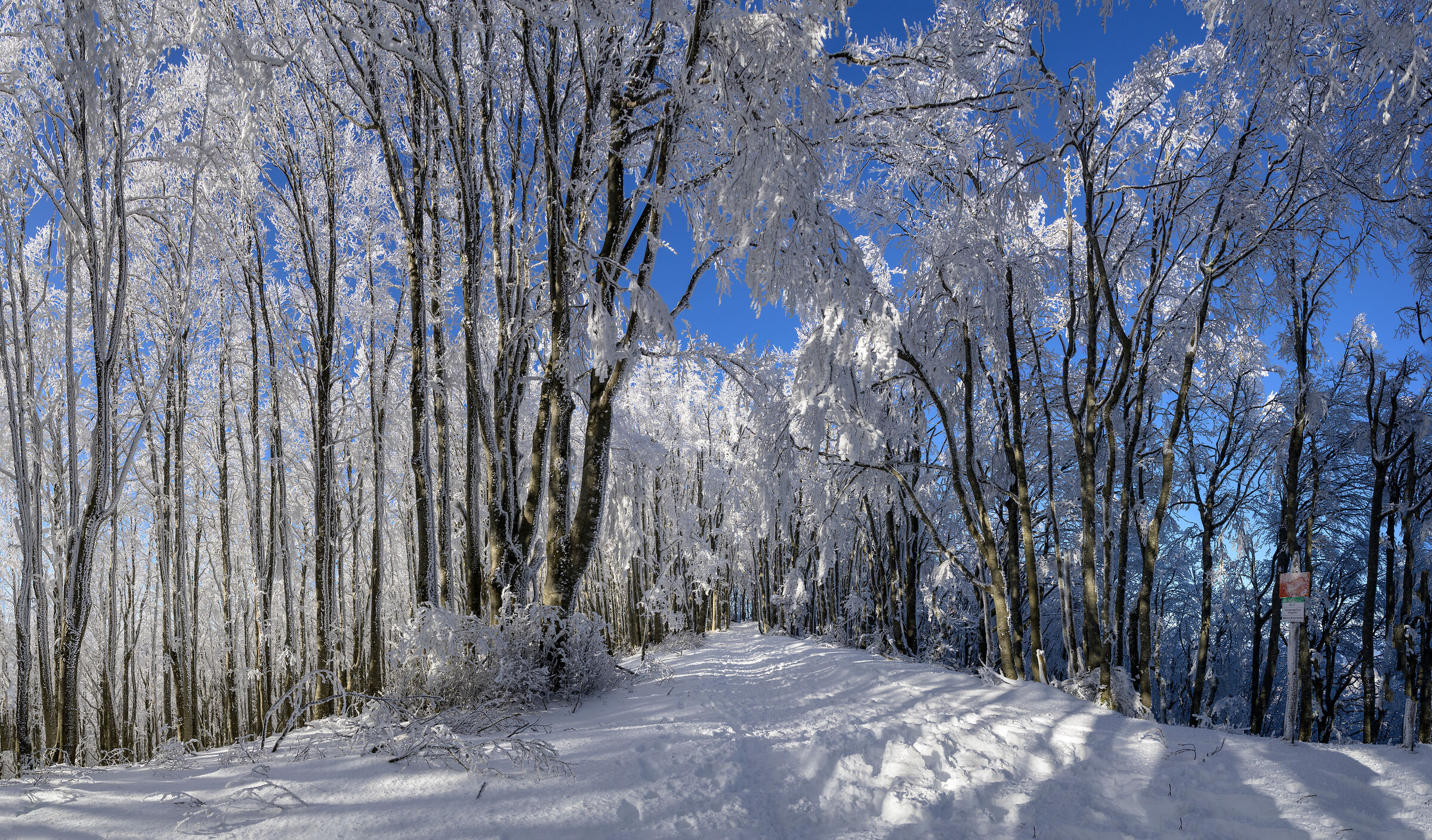 Magia di neve presso crinale al Passo della Calla