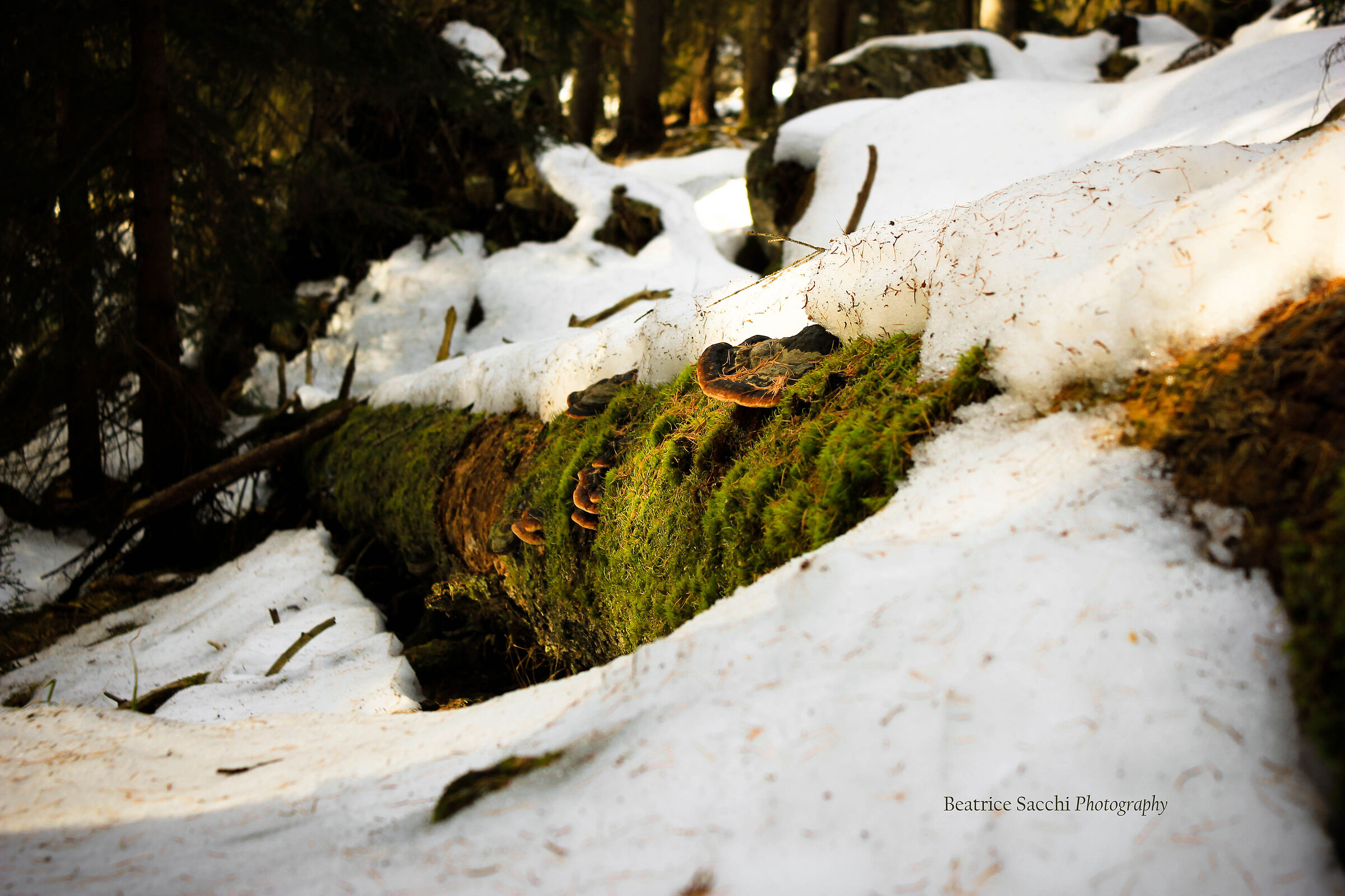 I imagine Gnomes and Goblins