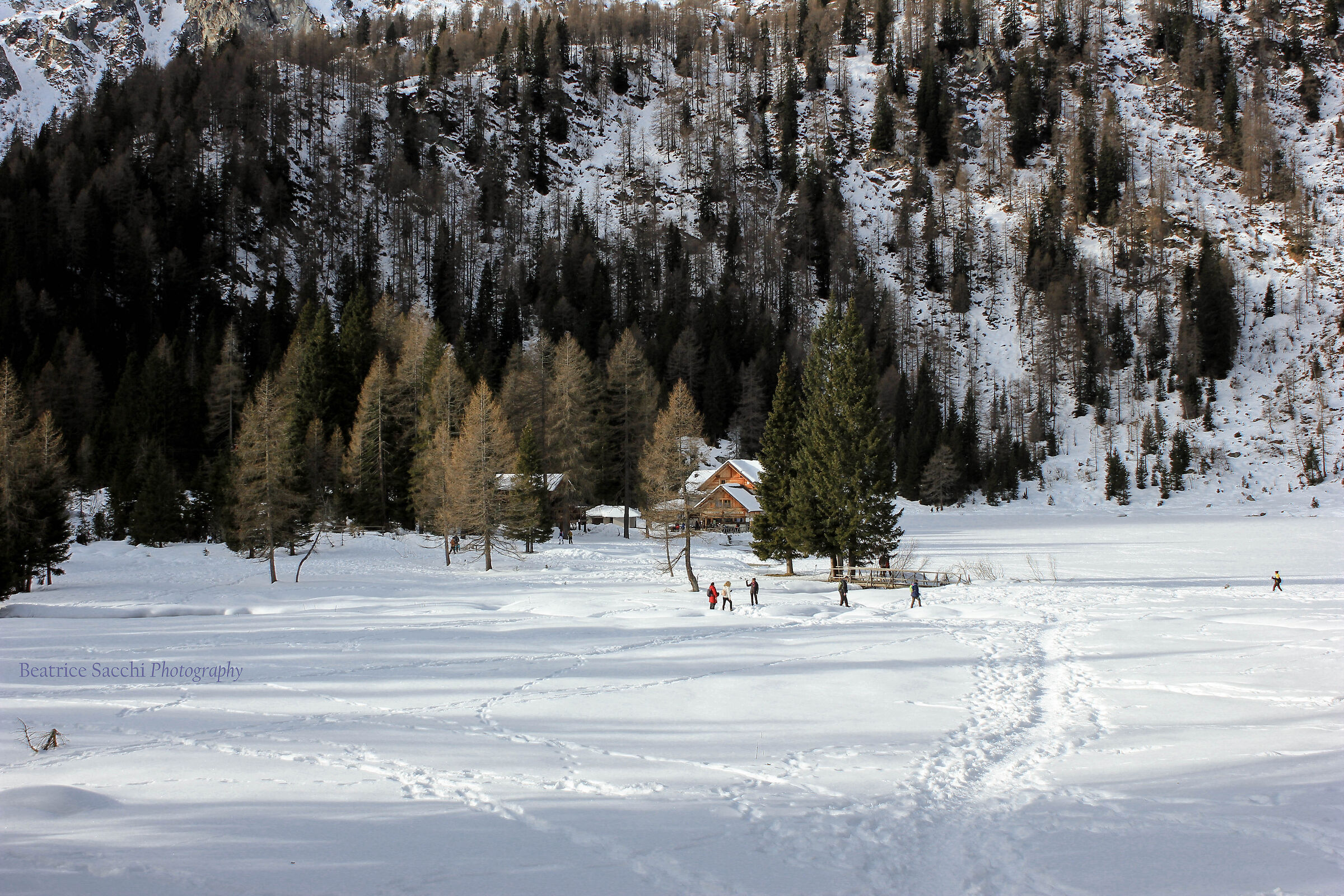 The famous mountain ants