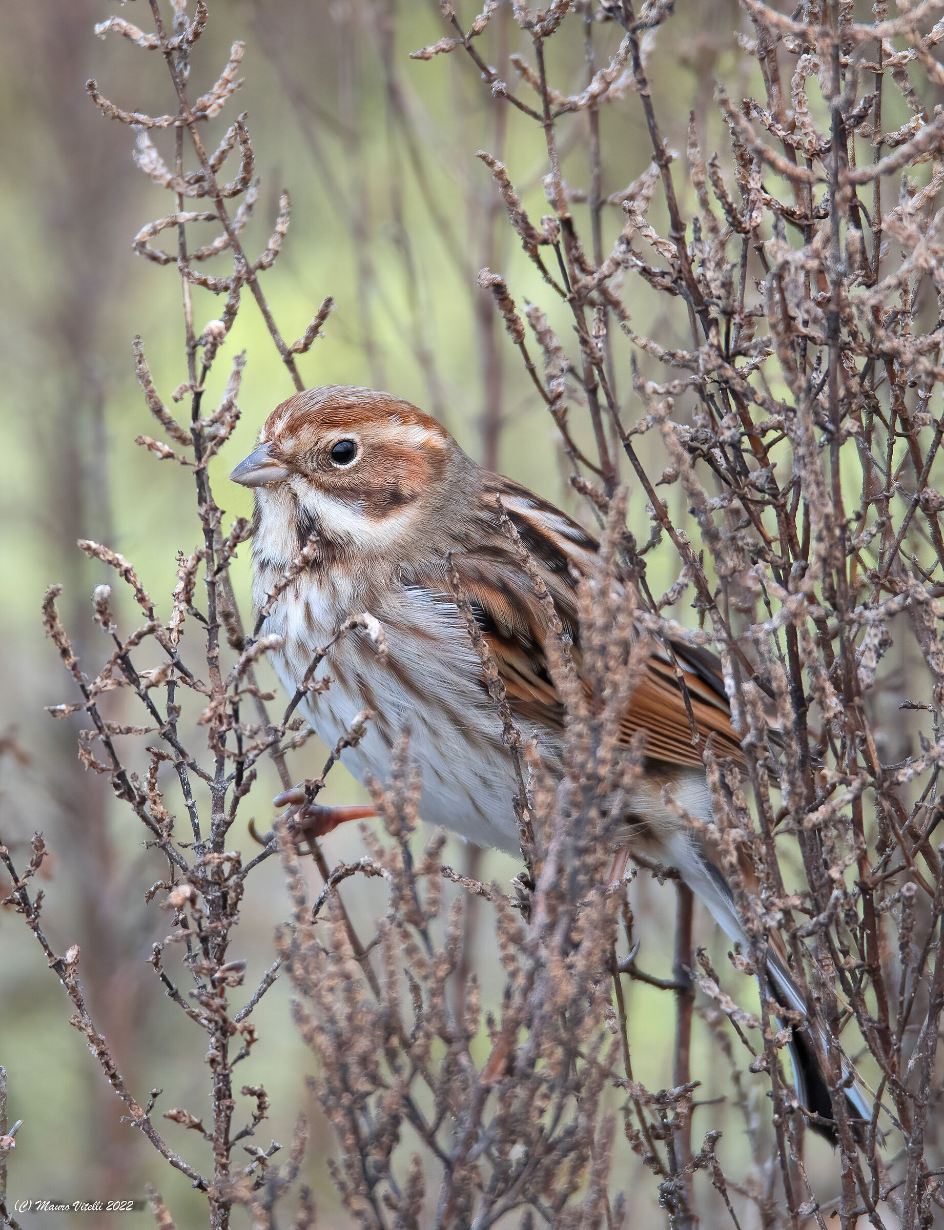 Marsh migliarino (Emberiza shoeniclus)