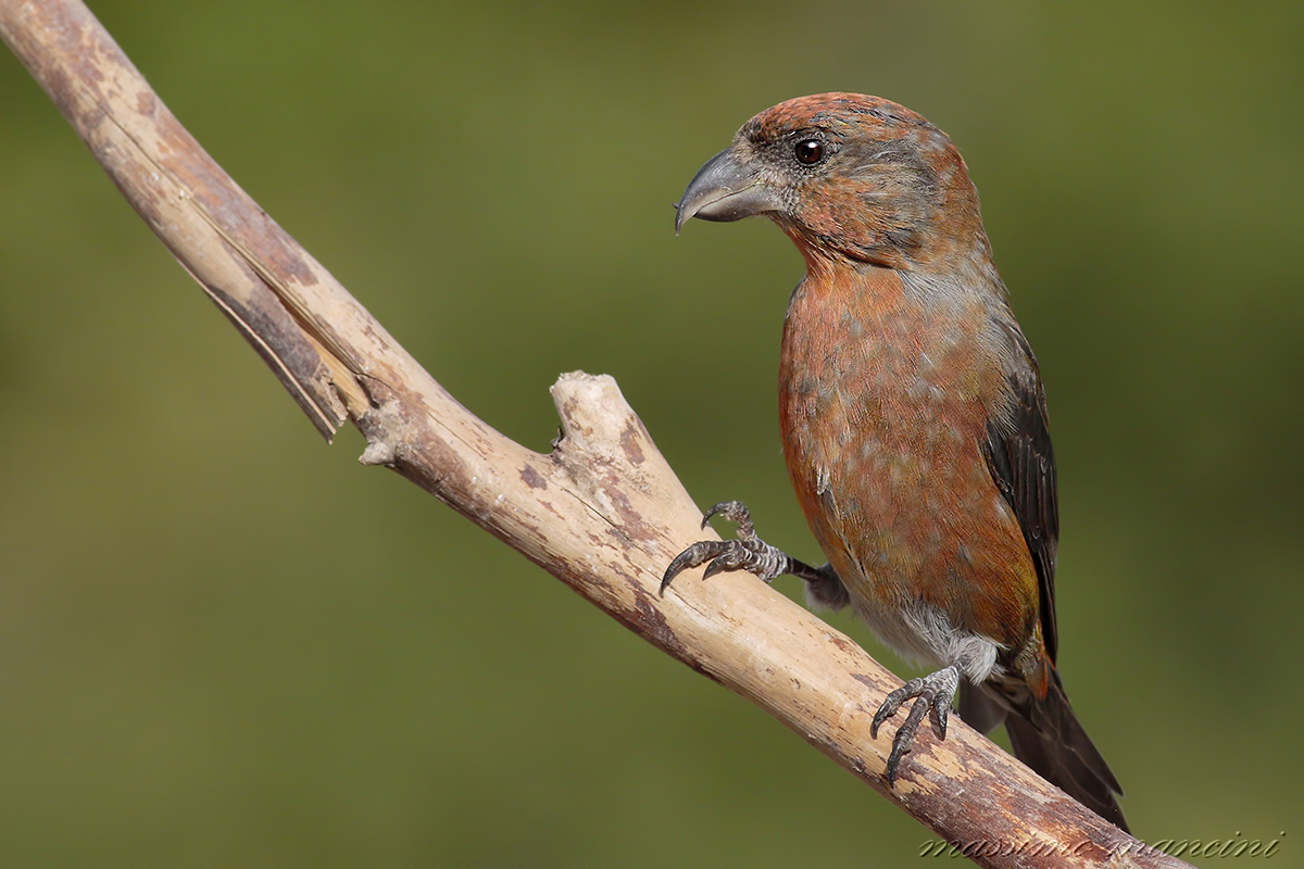 crociere(loxia curvirostra)