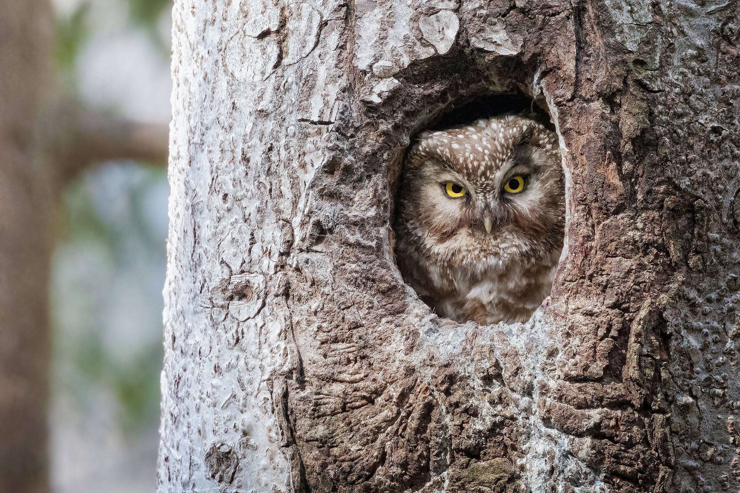 The eyes of the forest