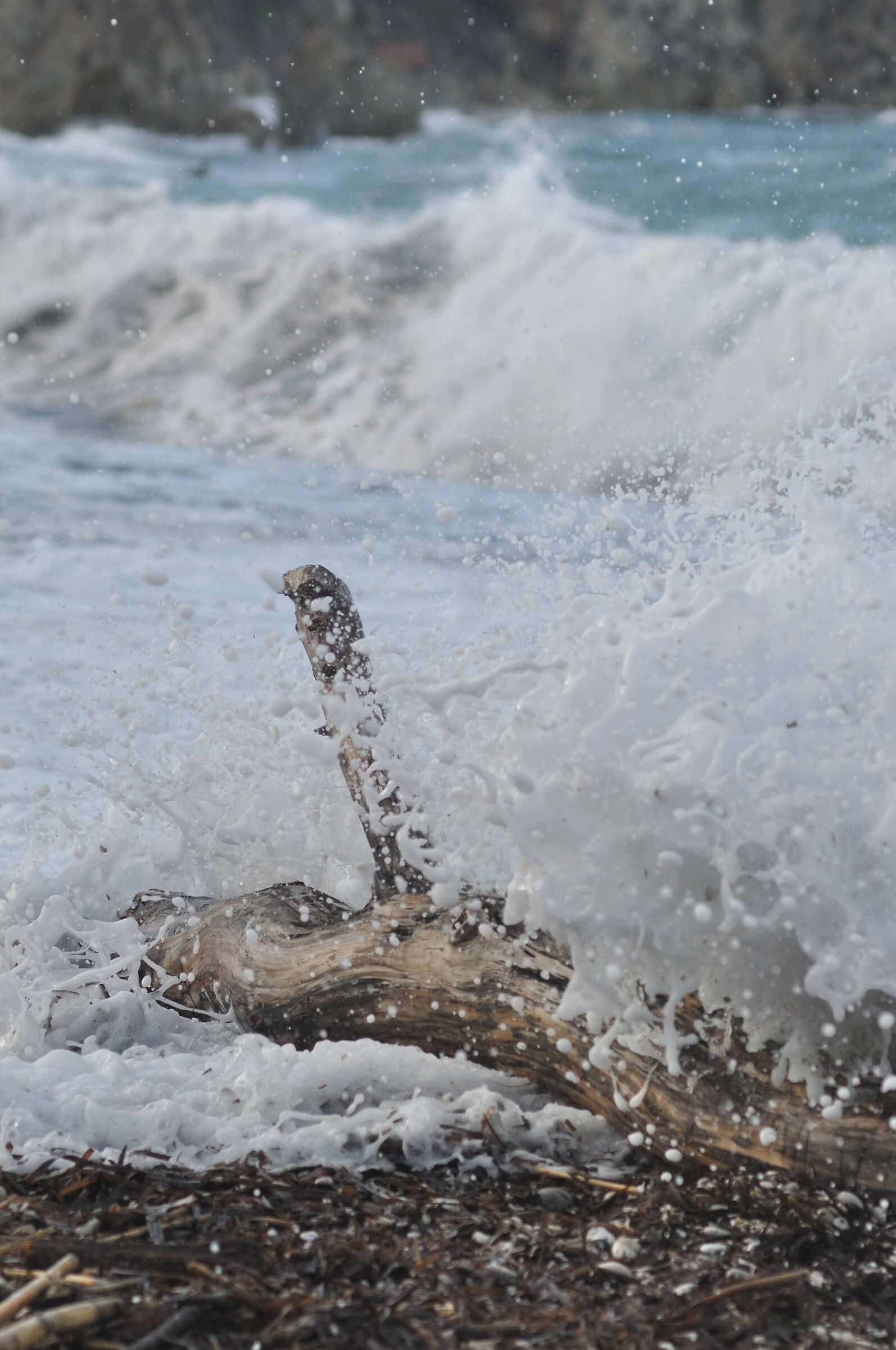 Beached trunk