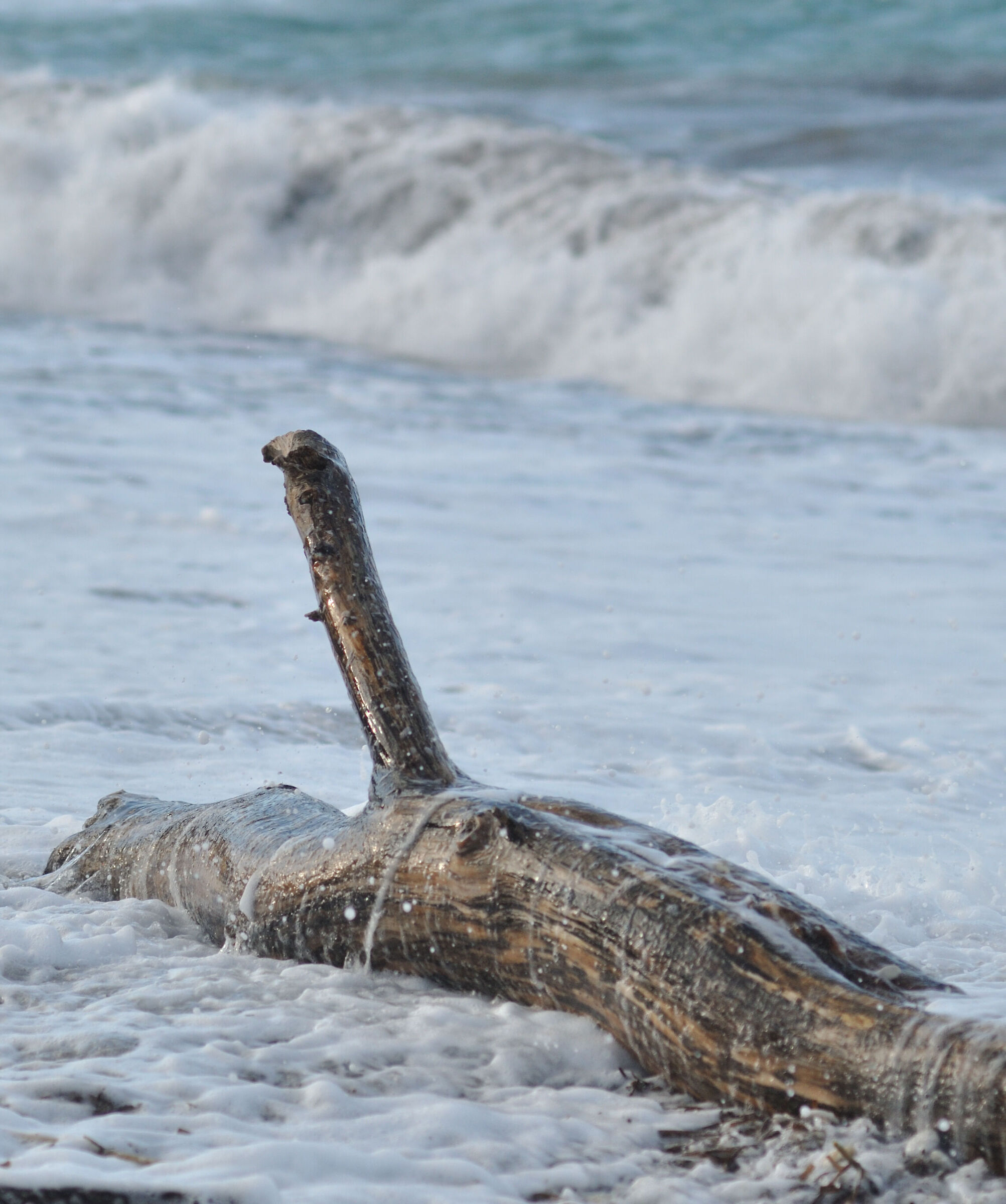 Beached trunk