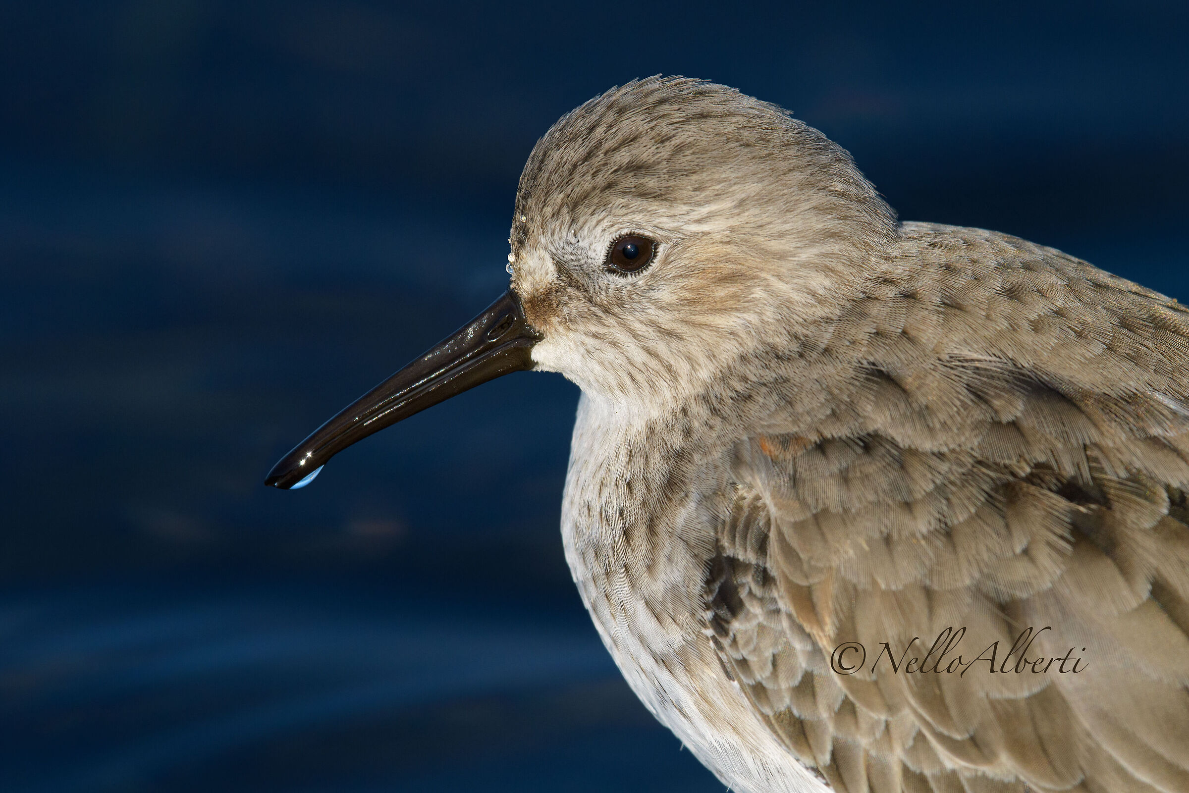 curlew sandpiper