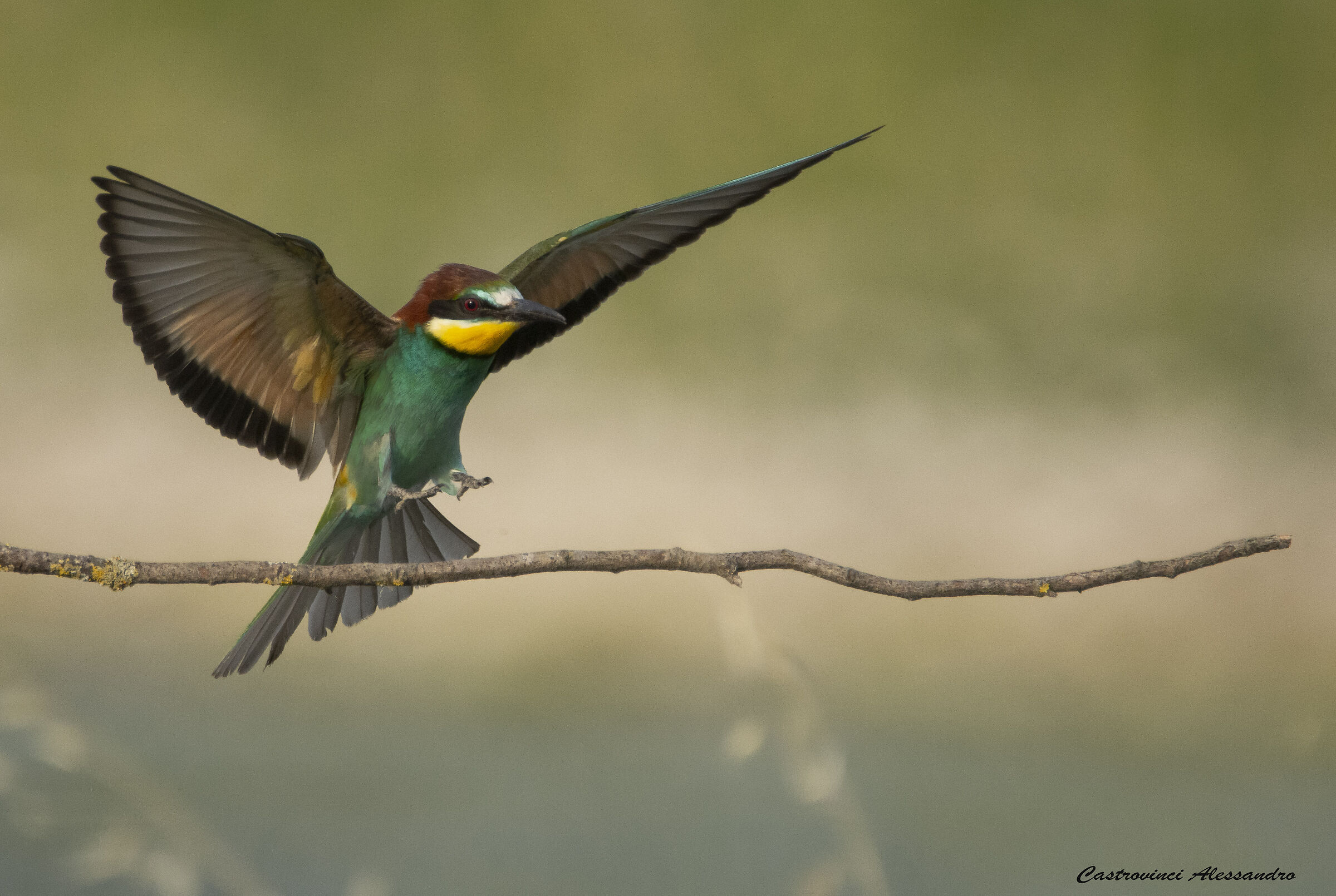 Bee-eater