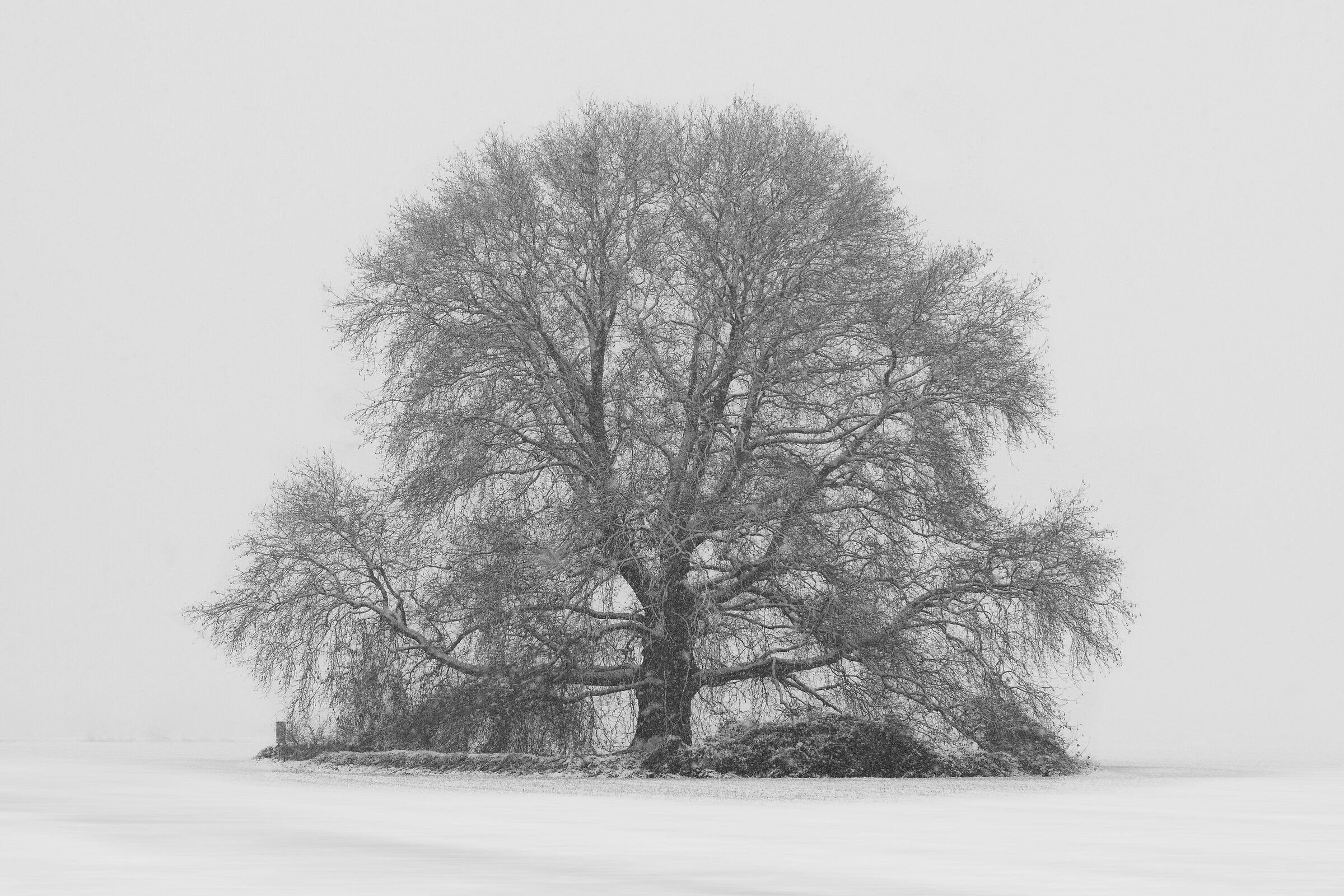 The big tree and the first snow....
