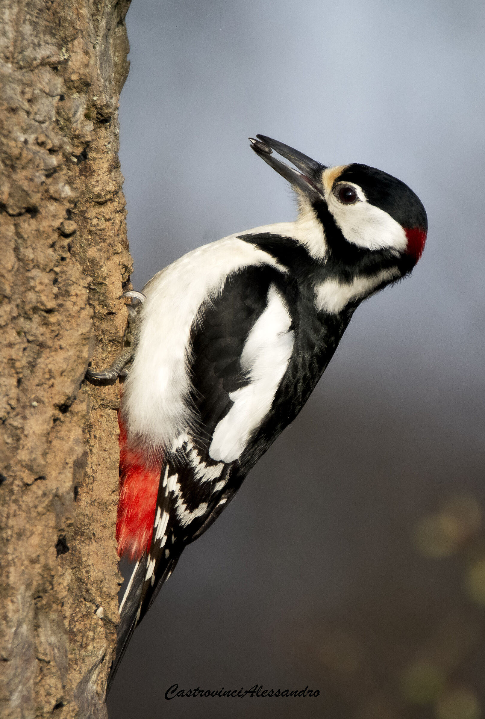 Greater red woodpecker