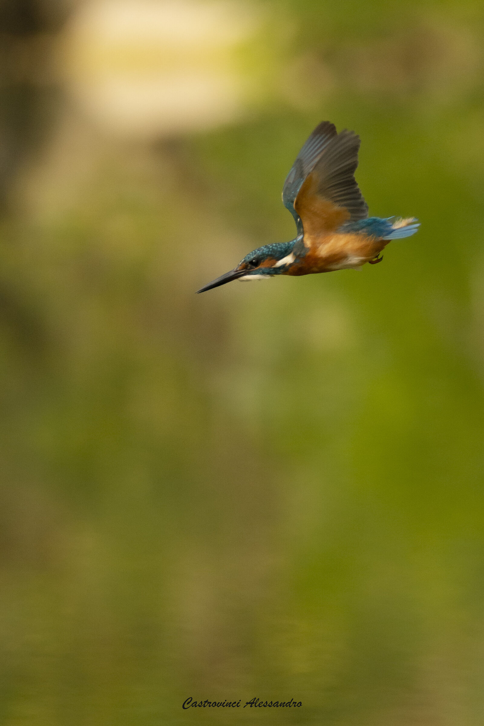 Kingfisher in flight