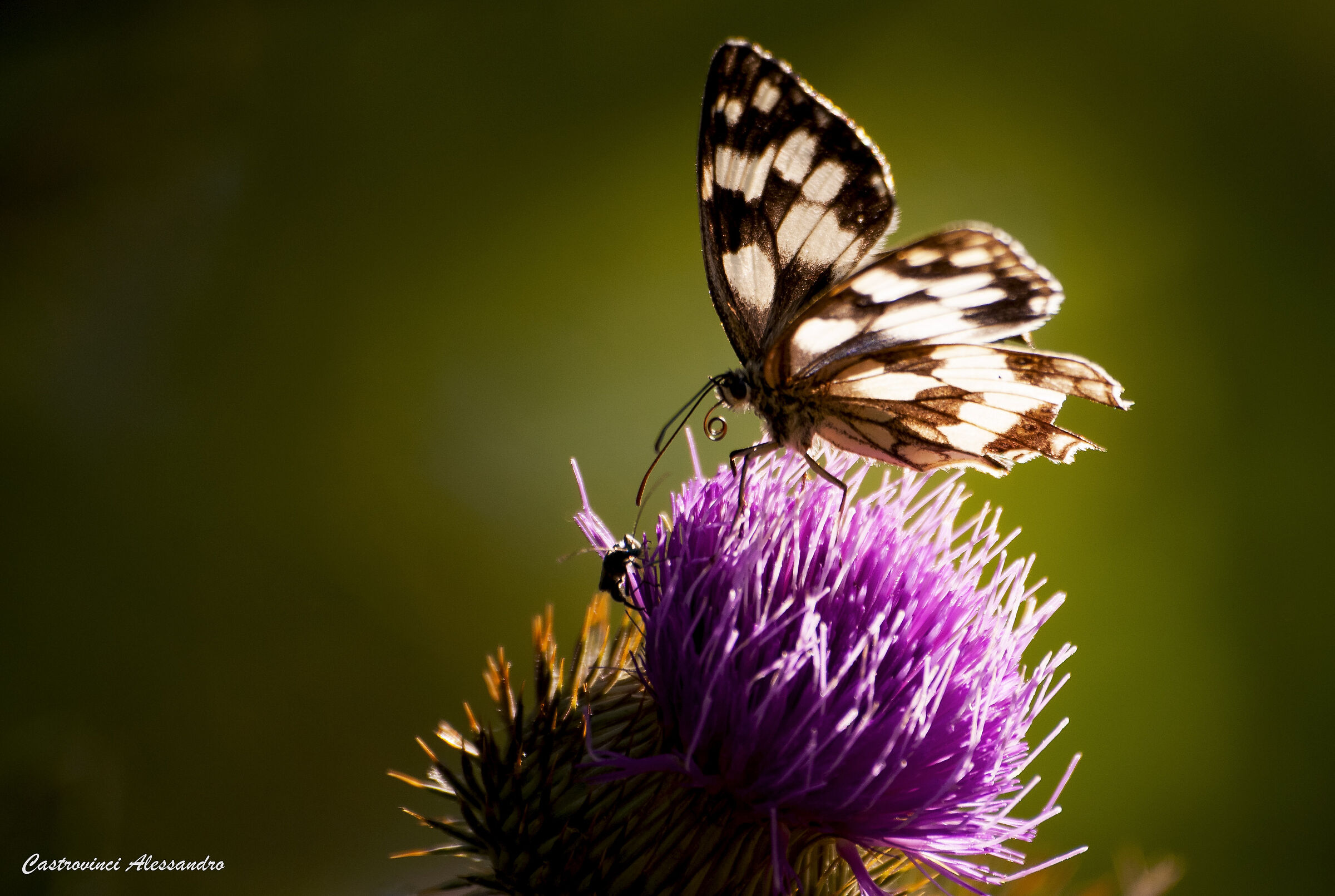 The butterfly and the thistle