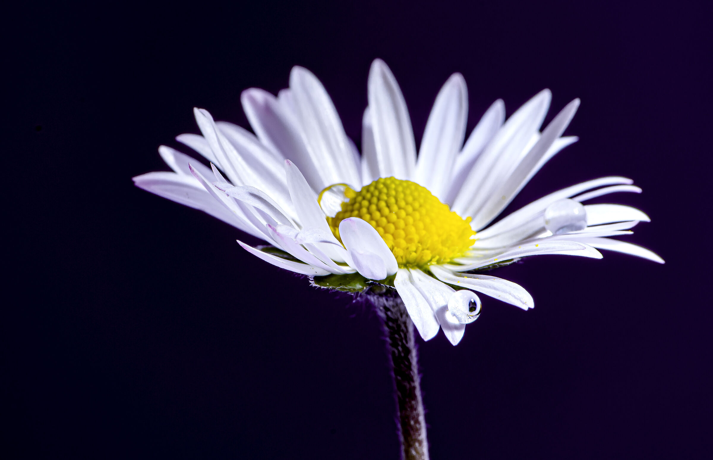 A tear from margherita