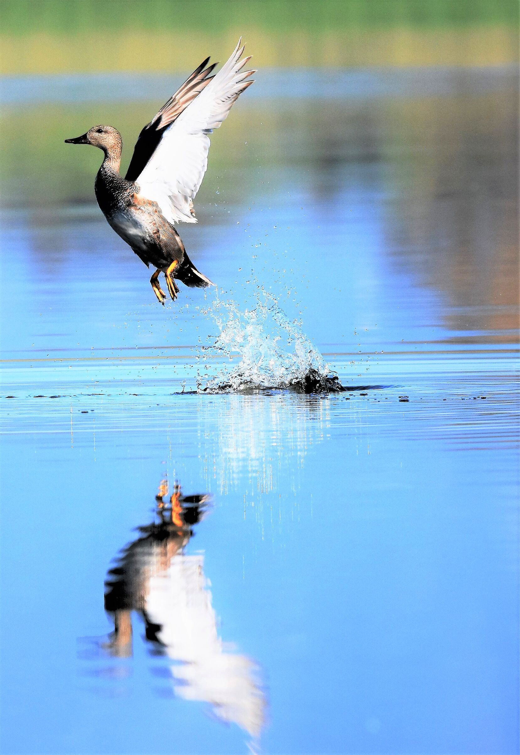 Canapiglia taking off